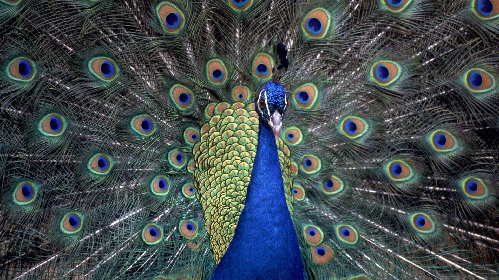 flauschiger schwanz pfau gutaussehender mann blau vögel gefiedert