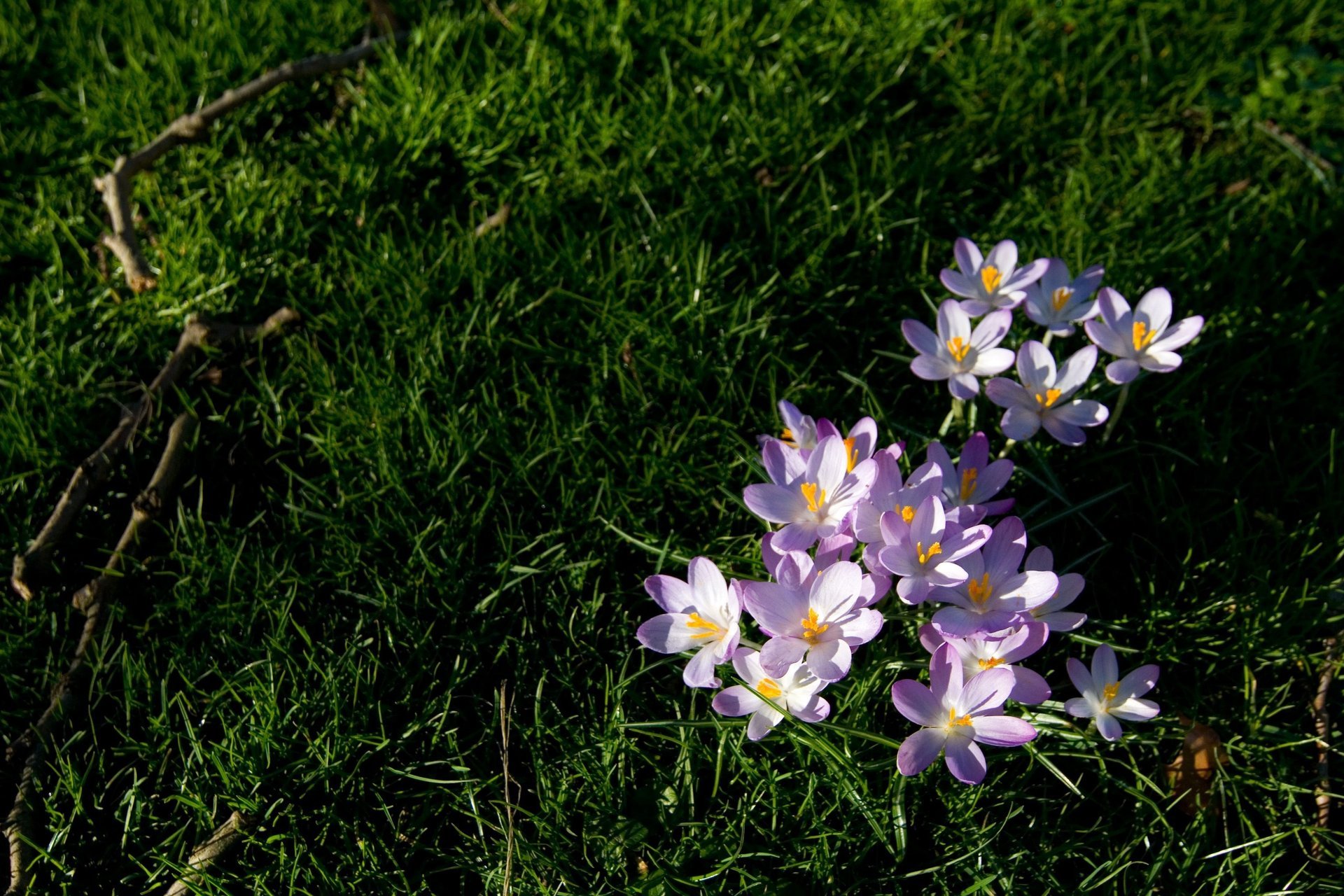 blumen grünes gras schneeglöckchen lila grünes gras zweige erde sonnenstrahlen frühling