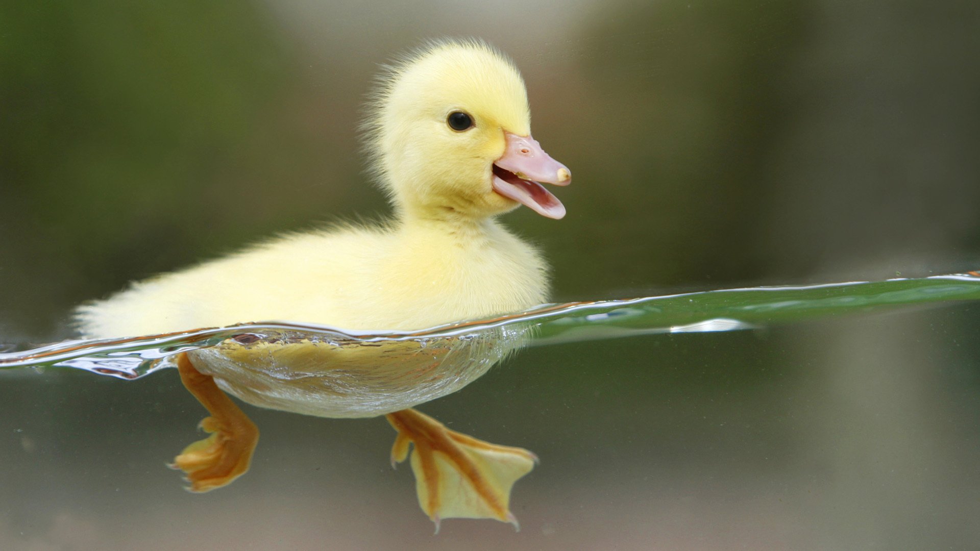 gelbes baby entlein wasser vögel blick augen gefiedert