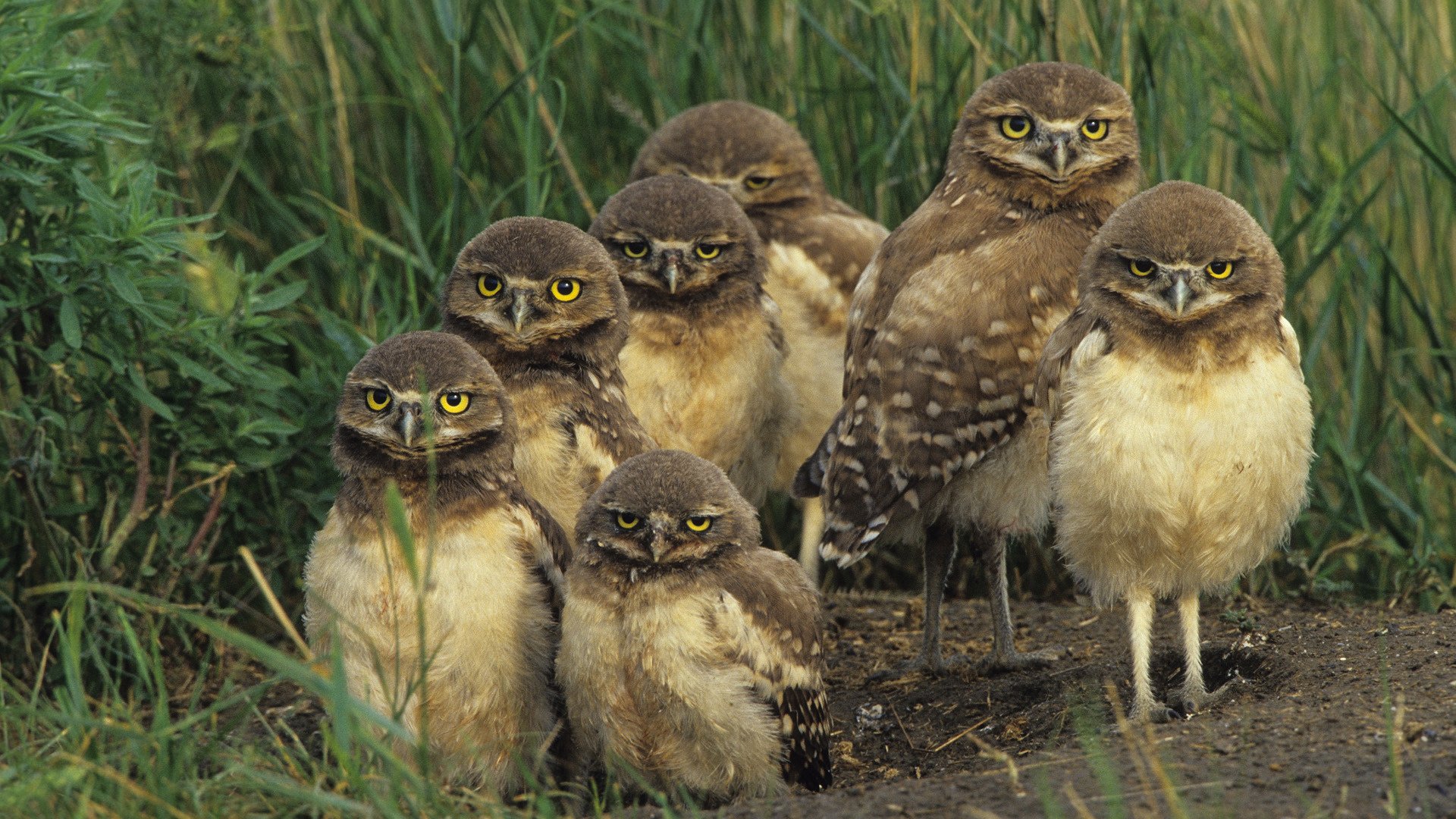 geschwister eulen gang kleinkinder vögel blick augen gefiedert