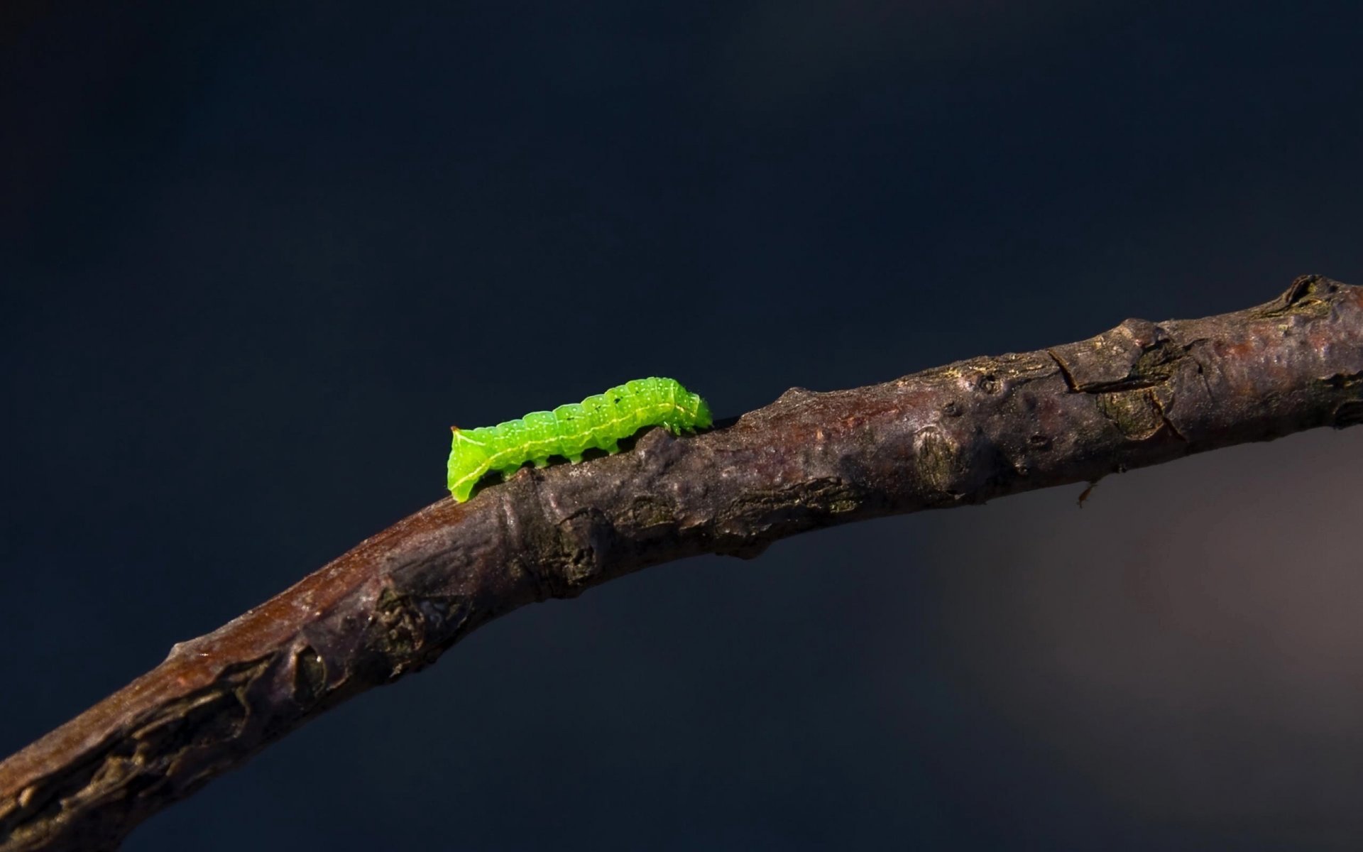 ramoscello bruco creatura verde