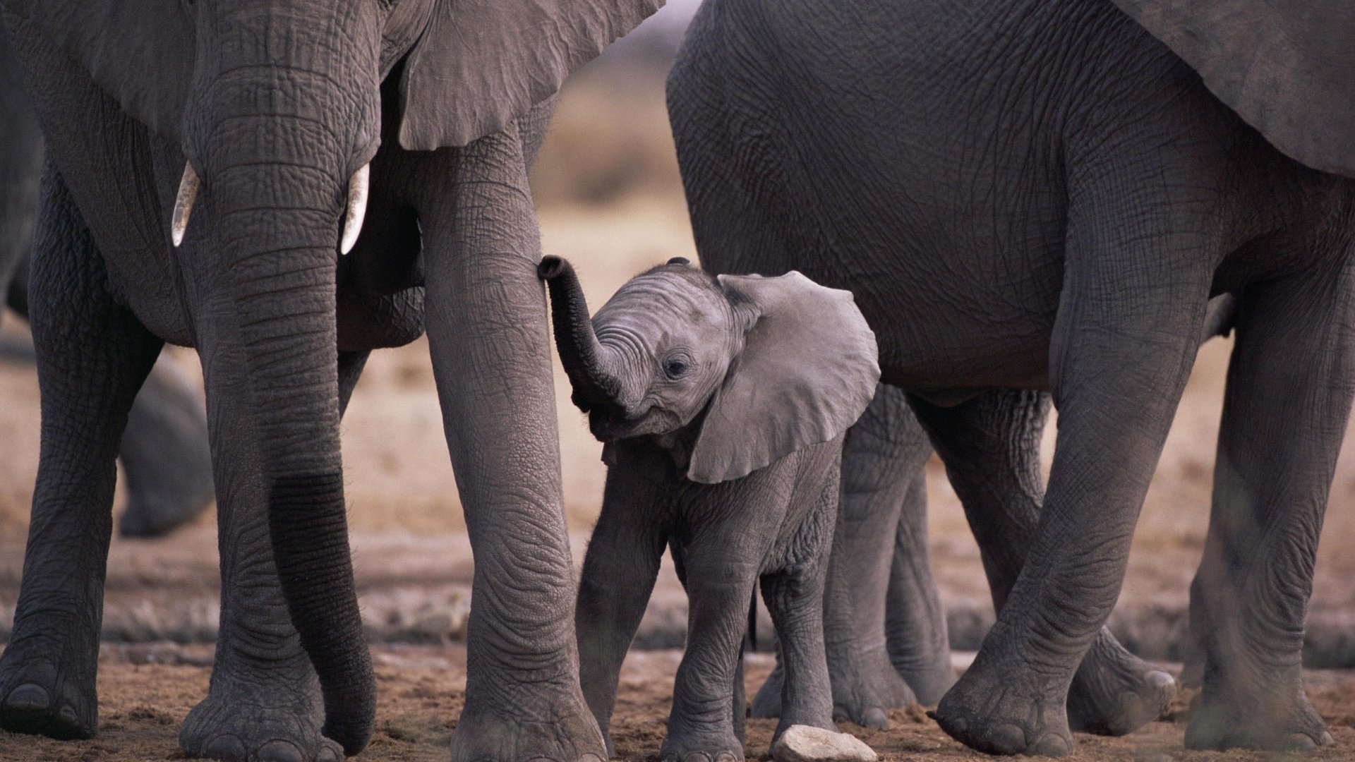 elephants family little baby grey leather