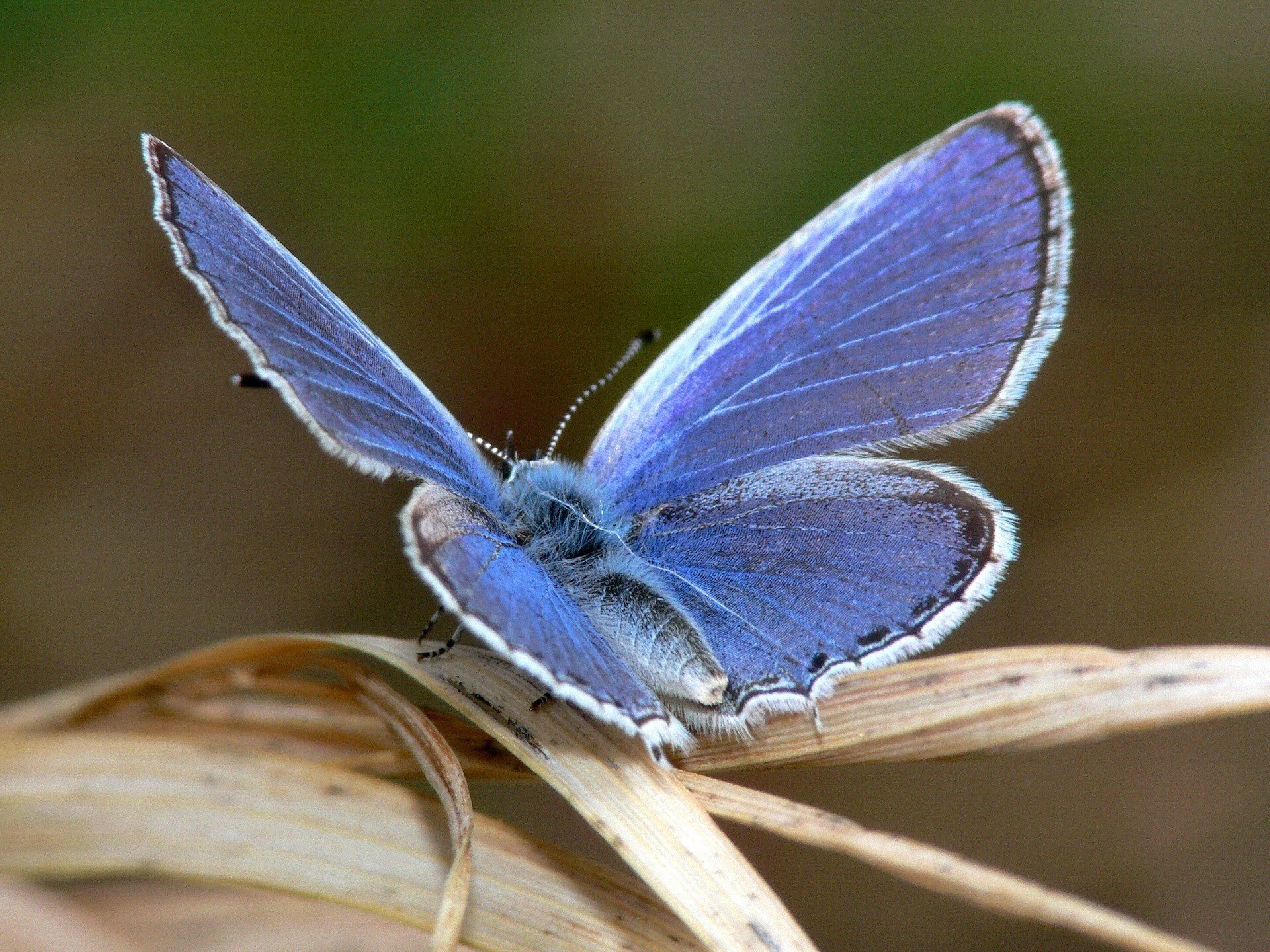 papillon ailes bleues feuille insectes