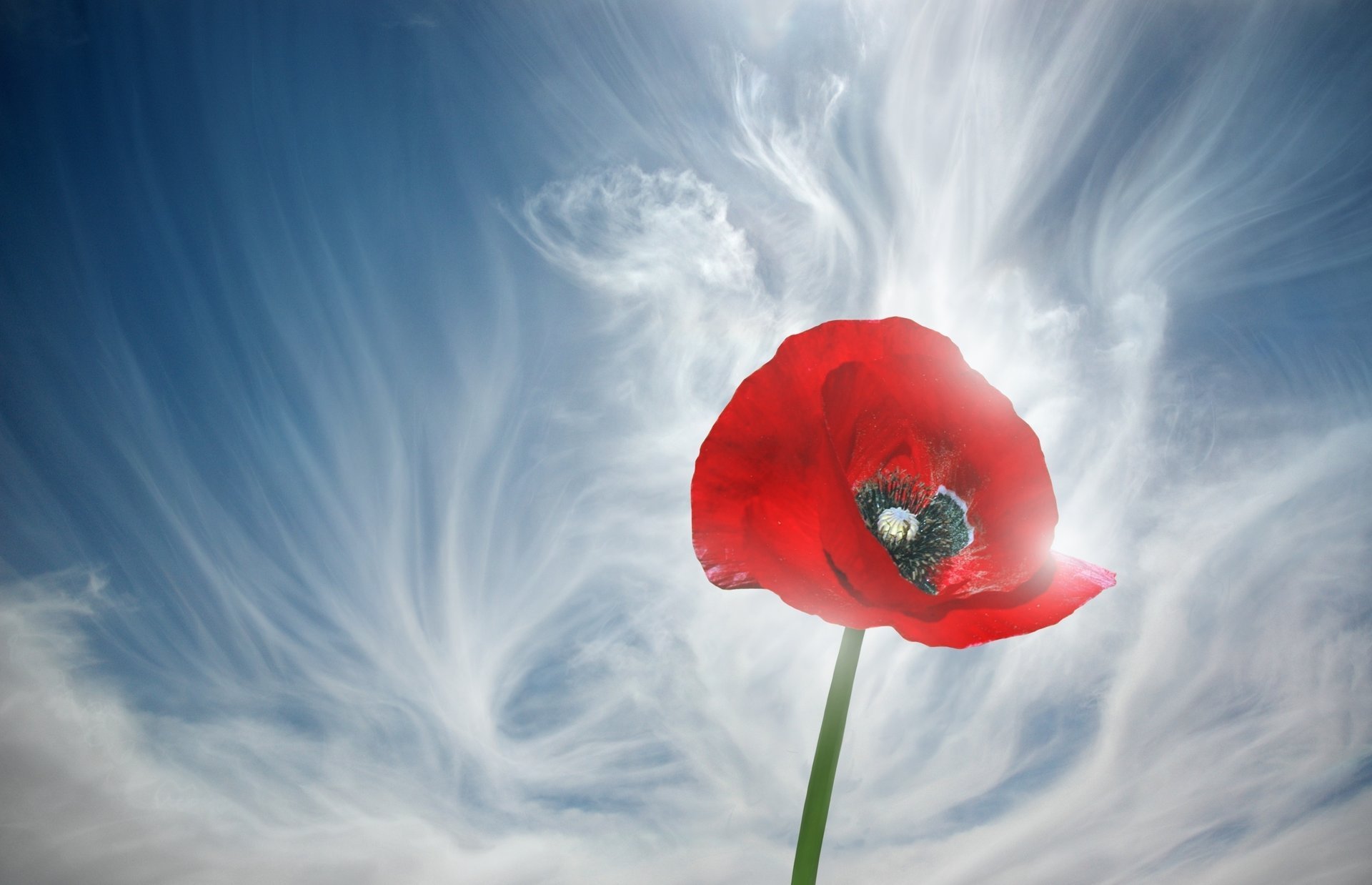 divorces de nuages coquelicot ciel fleur gros plan