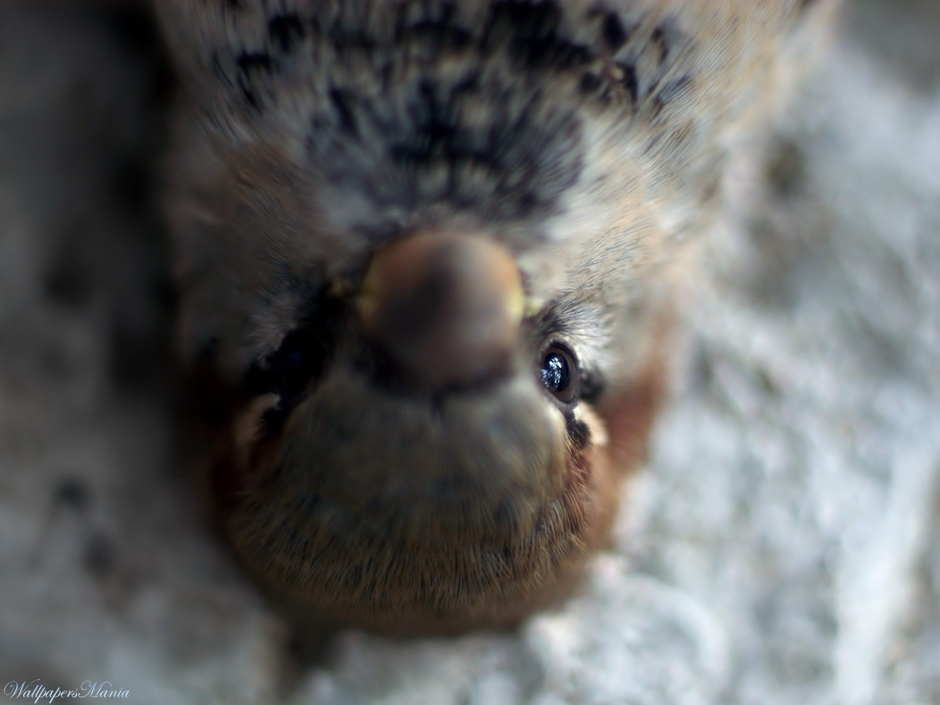 pigeon eyes snow gaze eyes feathered