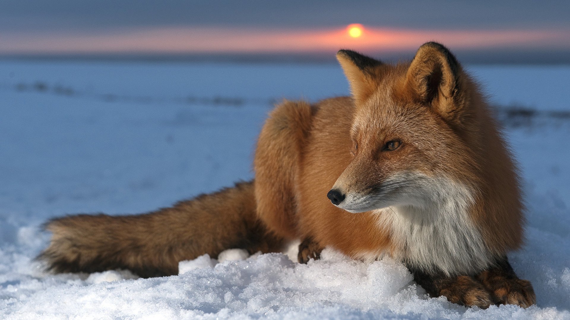 red wild beast fox winter look eyes fox red cunning mind ears tail snow sunset animals predator