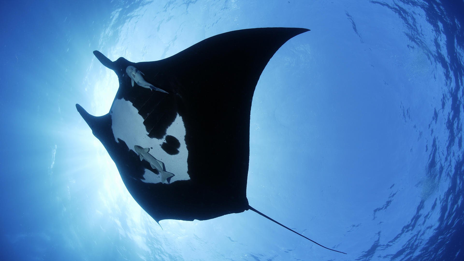 raie royaume sous-marin océan sauvagine monde sous-marin