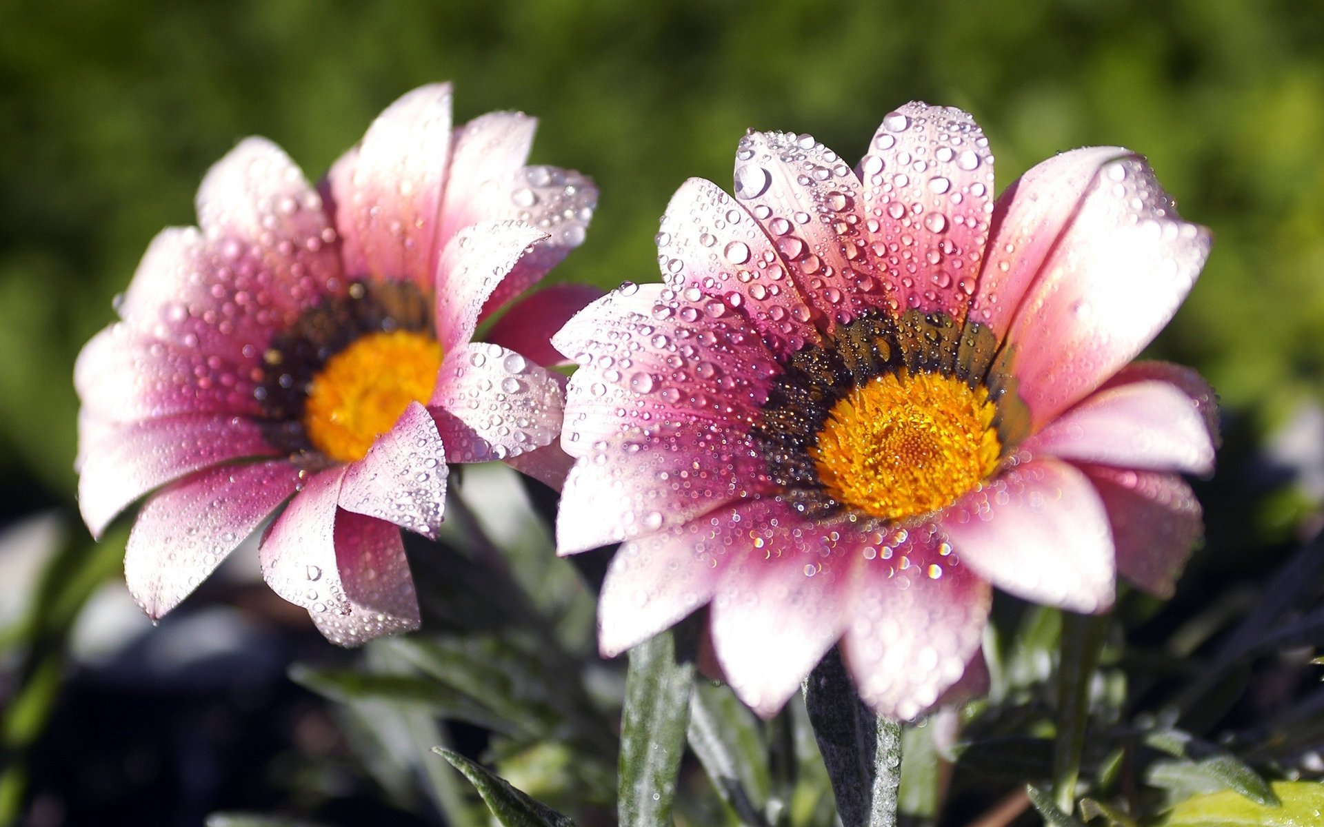 flowers strips the petals drops of dew nature