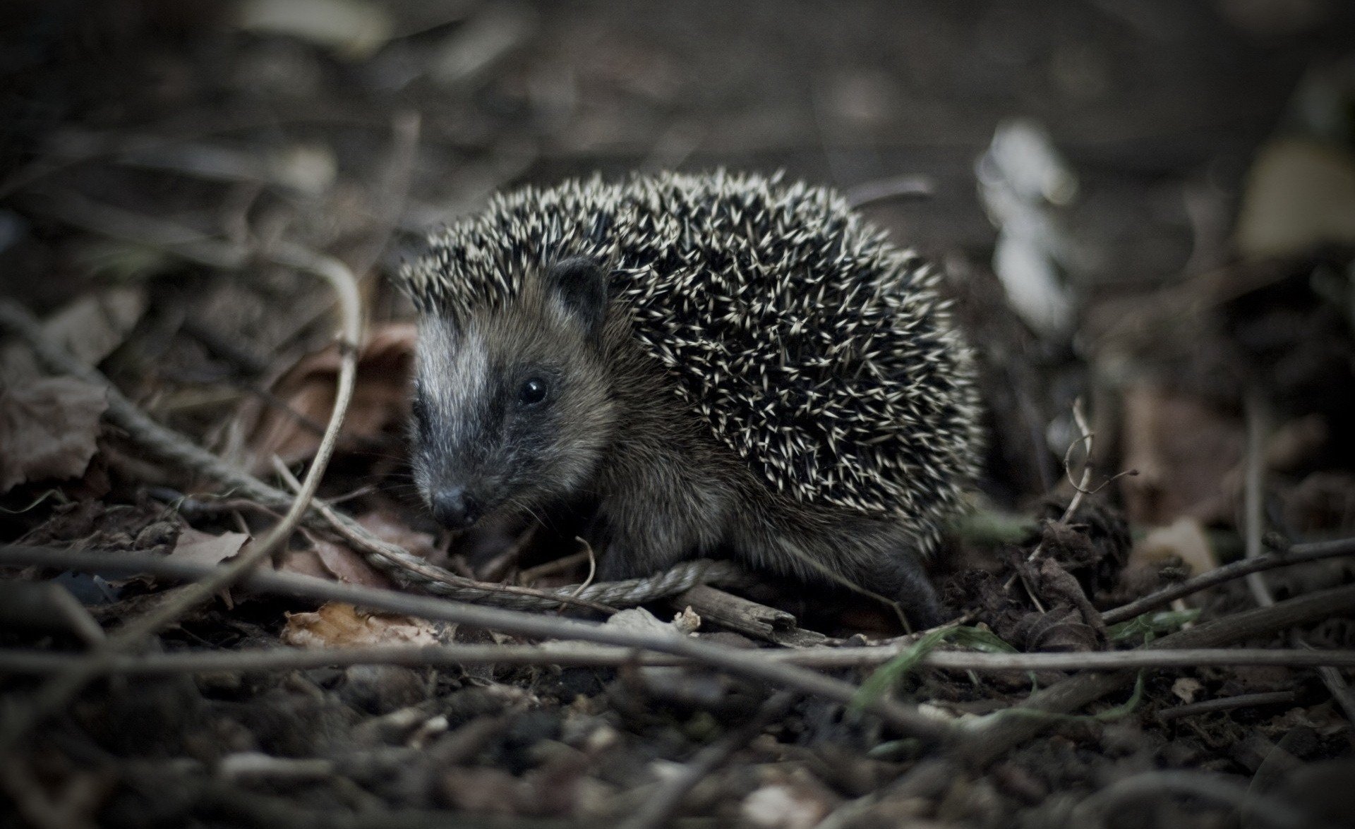 gray muzzle hedgehog baby needles look eye