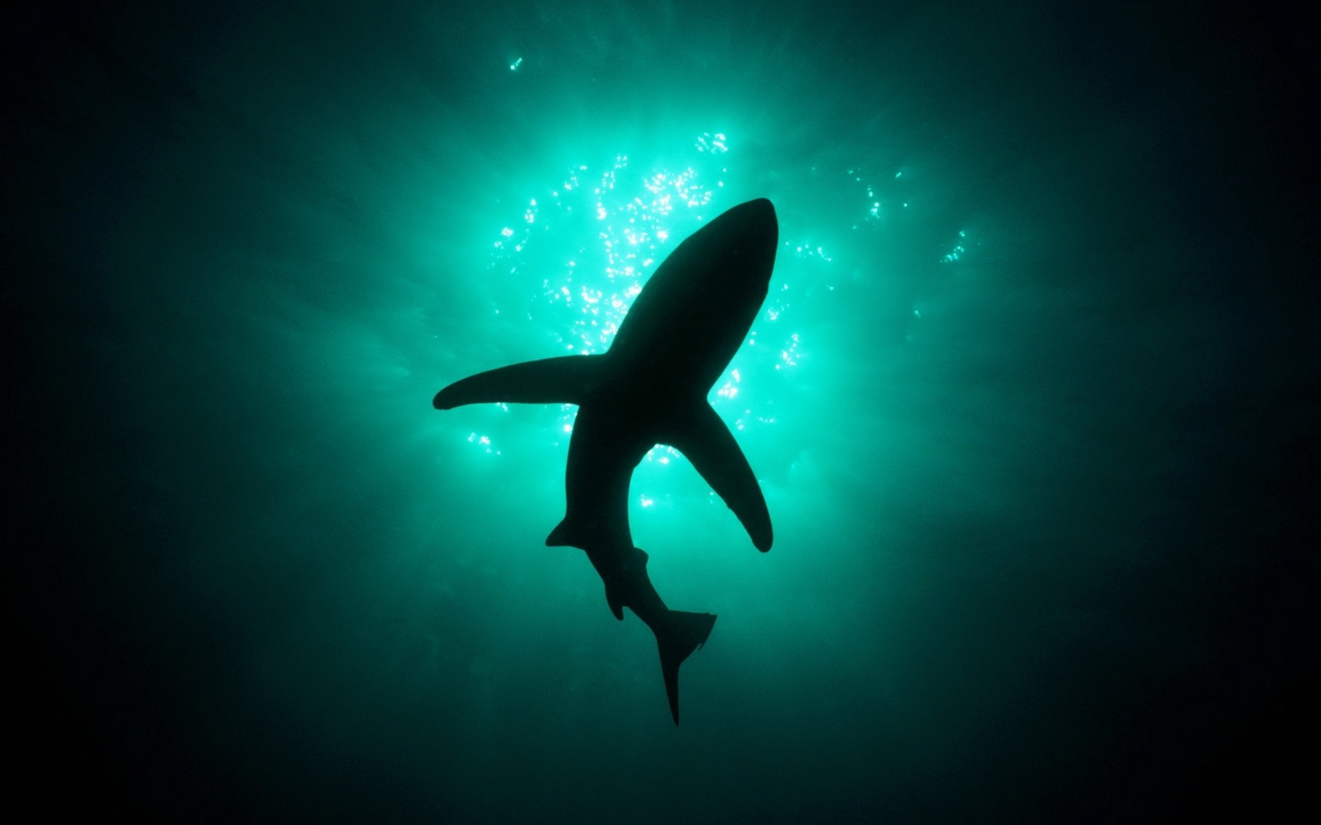 schatten tiefe wasser hai raubtiere wasservögel unterwasserwelt