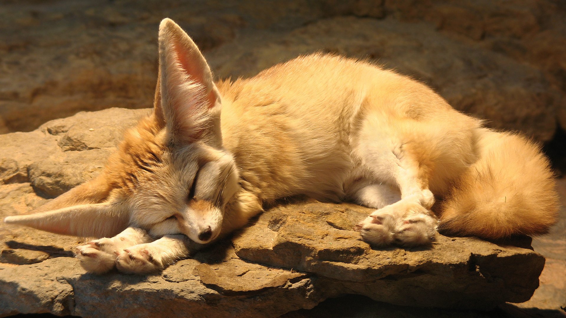 criatura pelirroja fennec zorro dulce sueño sueño zorro durmiendo sol