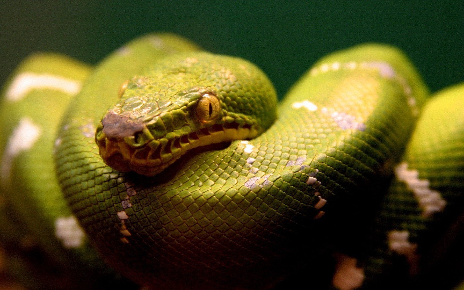 peau verte regard menaçant serpent plasma regard gros plan