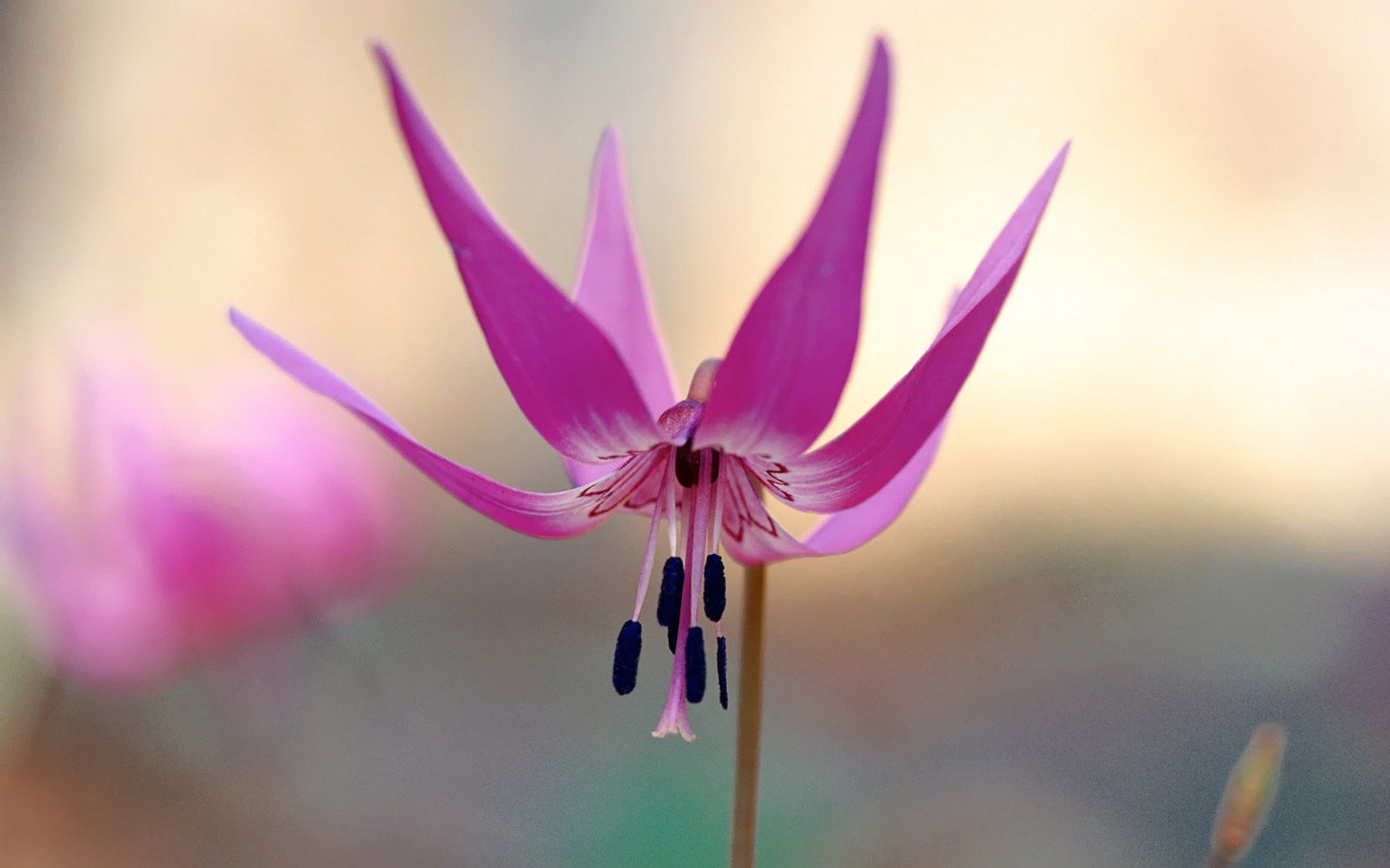 vivid character flowers purple flower summer macro