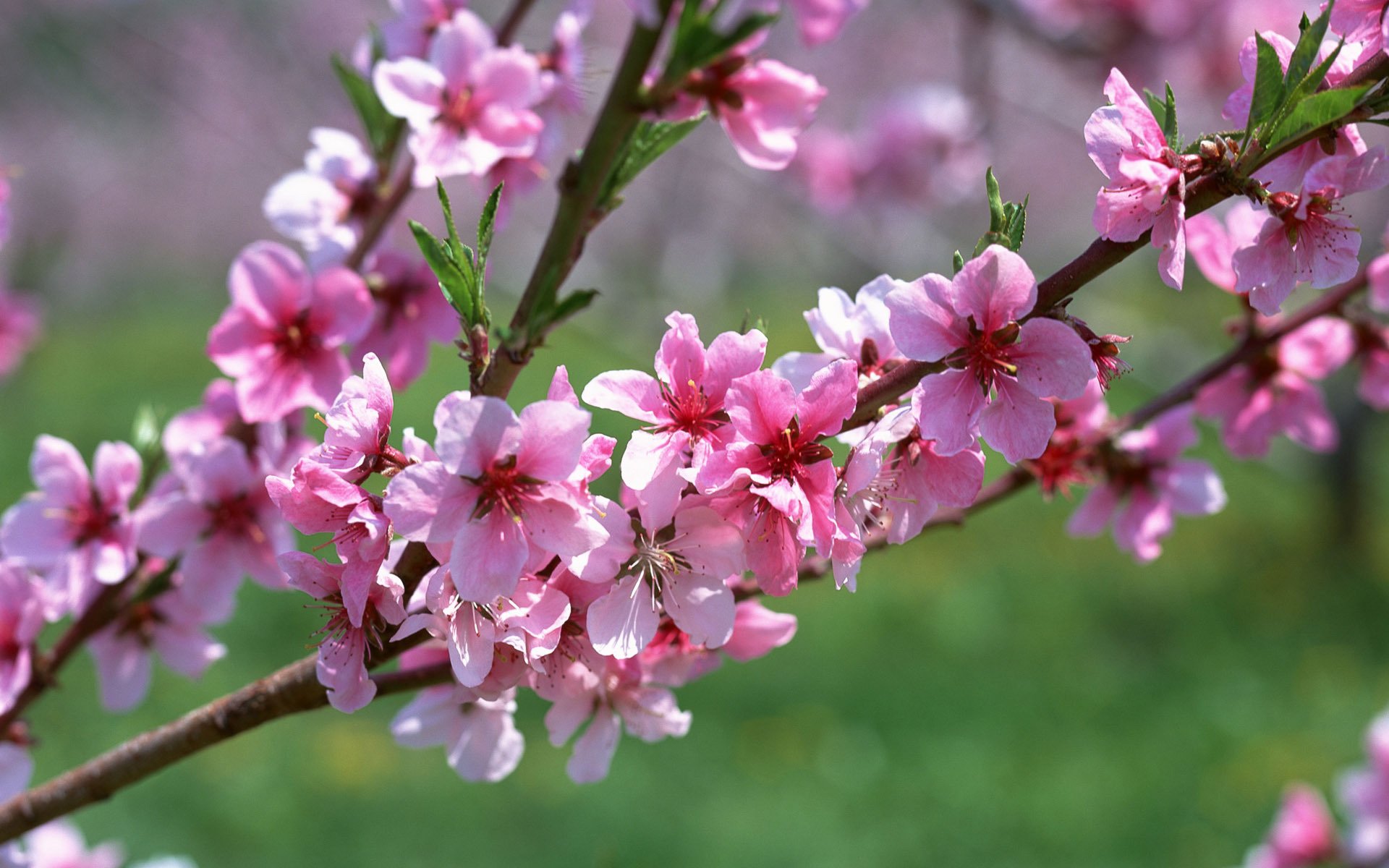 flowers sprig nature color macro