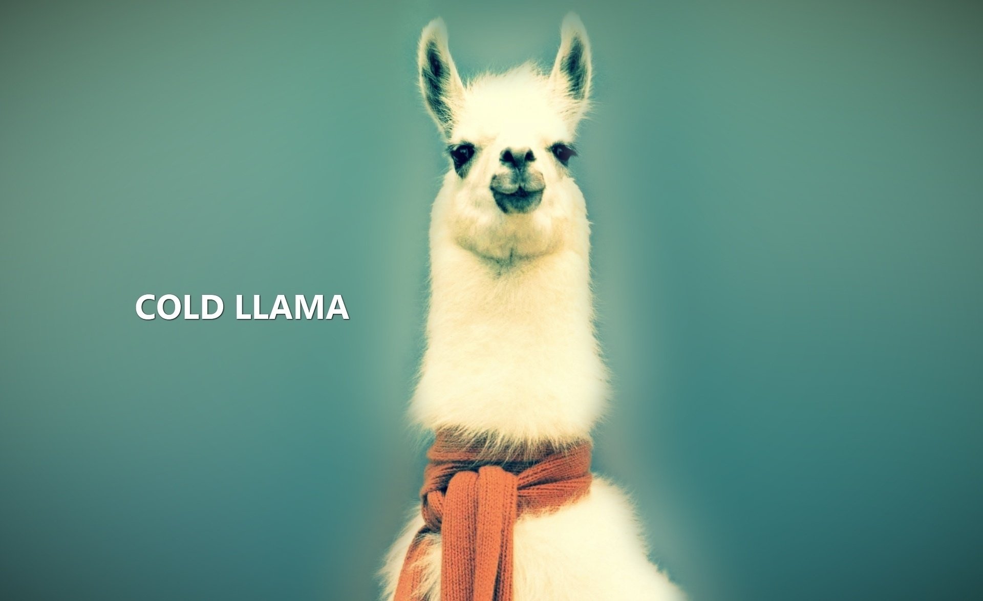 lim look animal lama white coat animals look