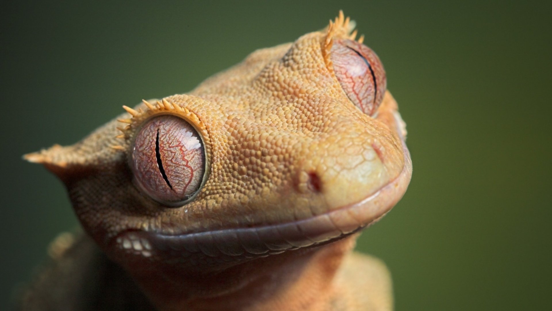 yellow awesome mug lizard animals eyes face