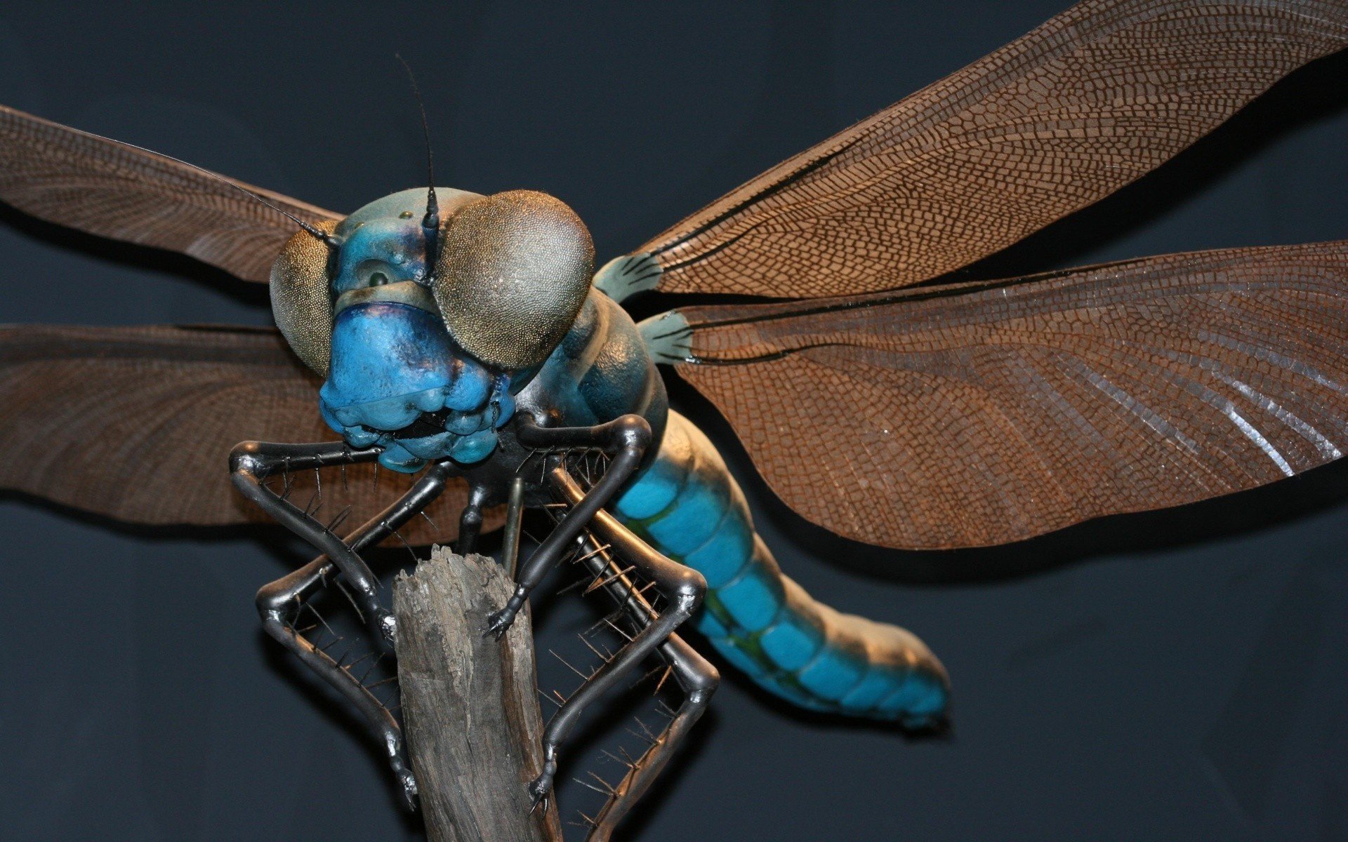 macro libellula ali insetto occhi