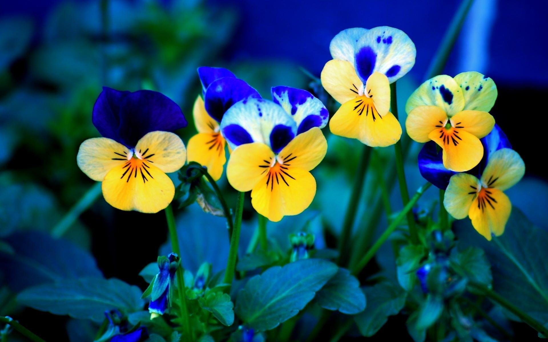 flores flósculos hojas verdes amarillo azul verano