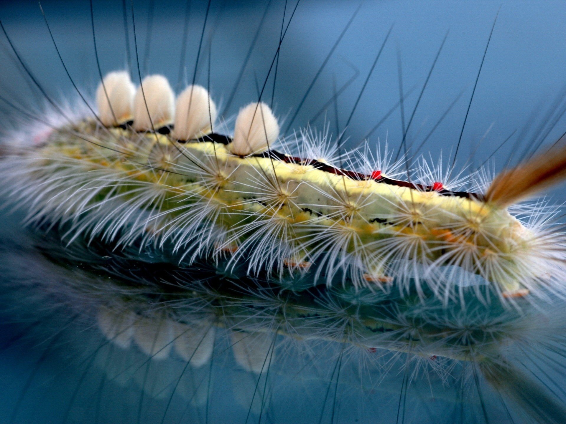 fibrous body glass reflection caterpillar