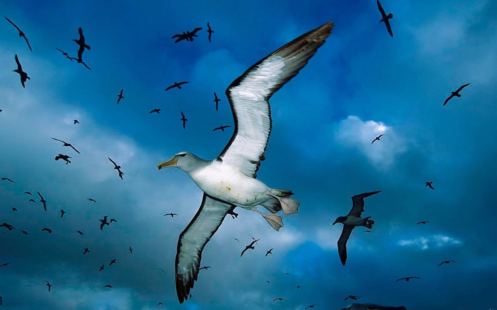 clouds seagulls birds height birds bird