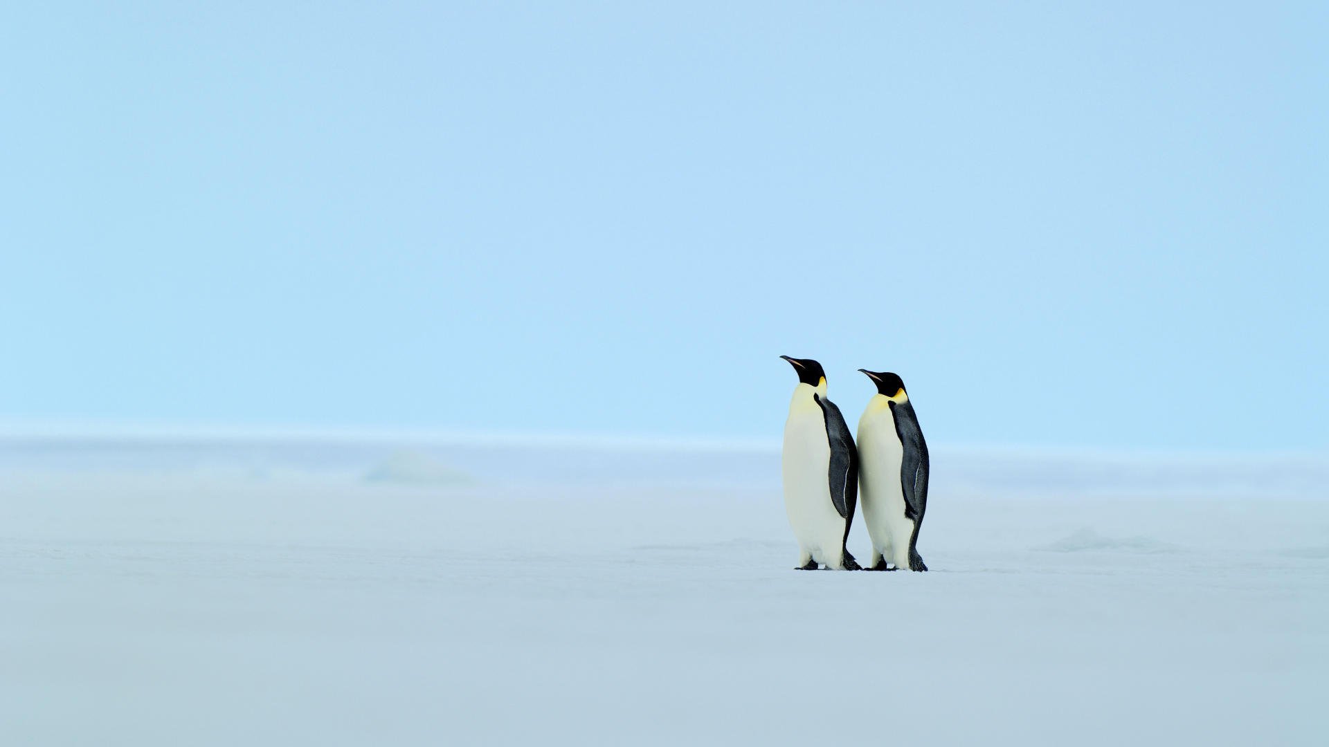 königspinguine winter schnee gutaussehende männer