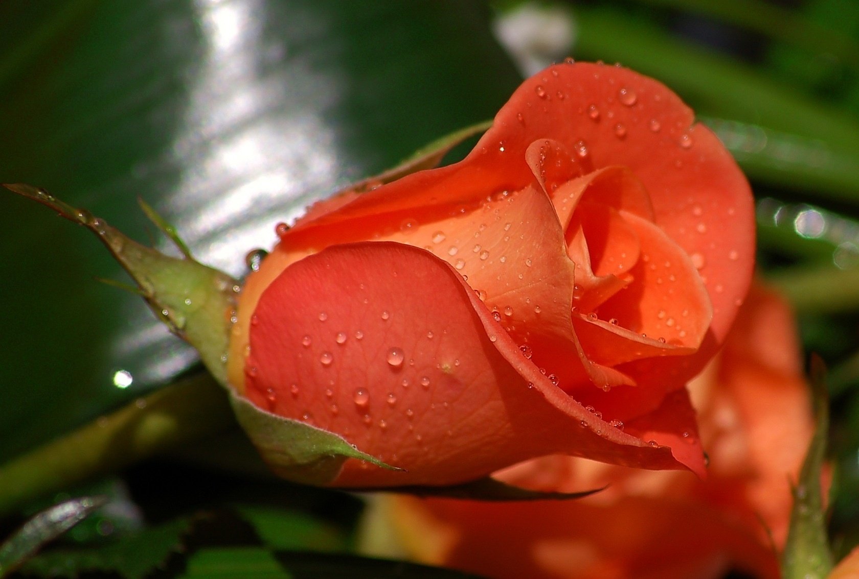 delikatny kwiat czerwonawy odcień kwiaty róża rosa makro