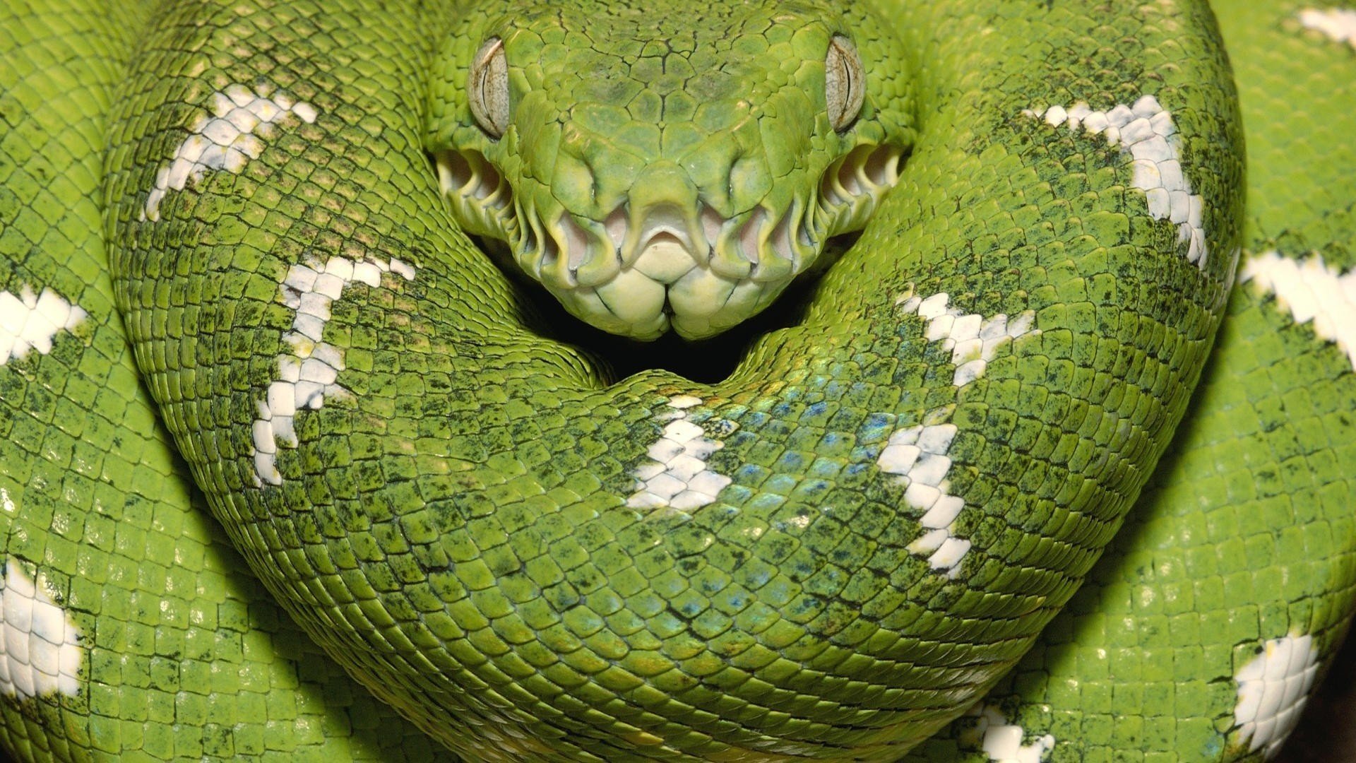 boa de madera serpiente verde plasma vista macro ojos