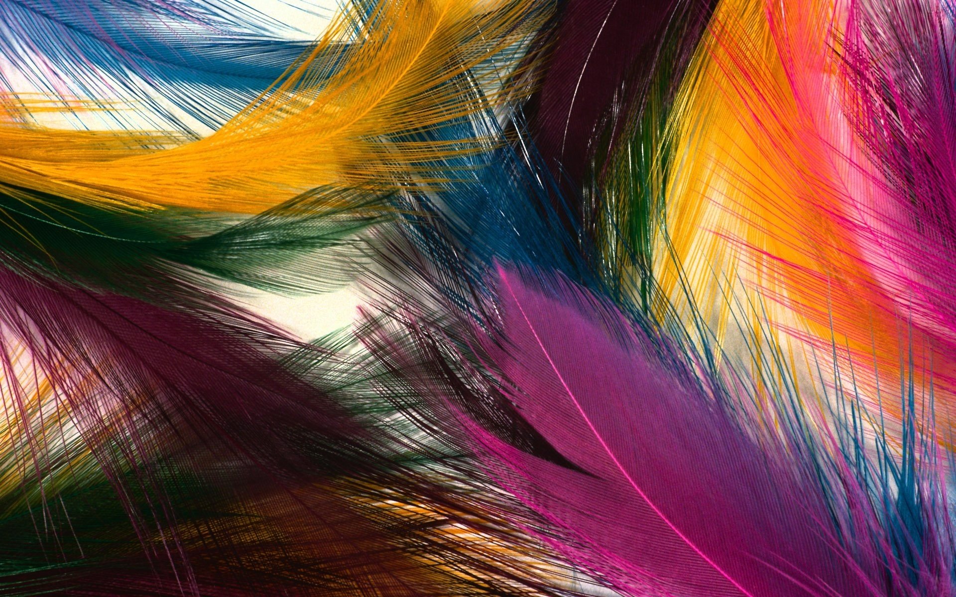 plumas colores surtidos esponjoso plumas aves