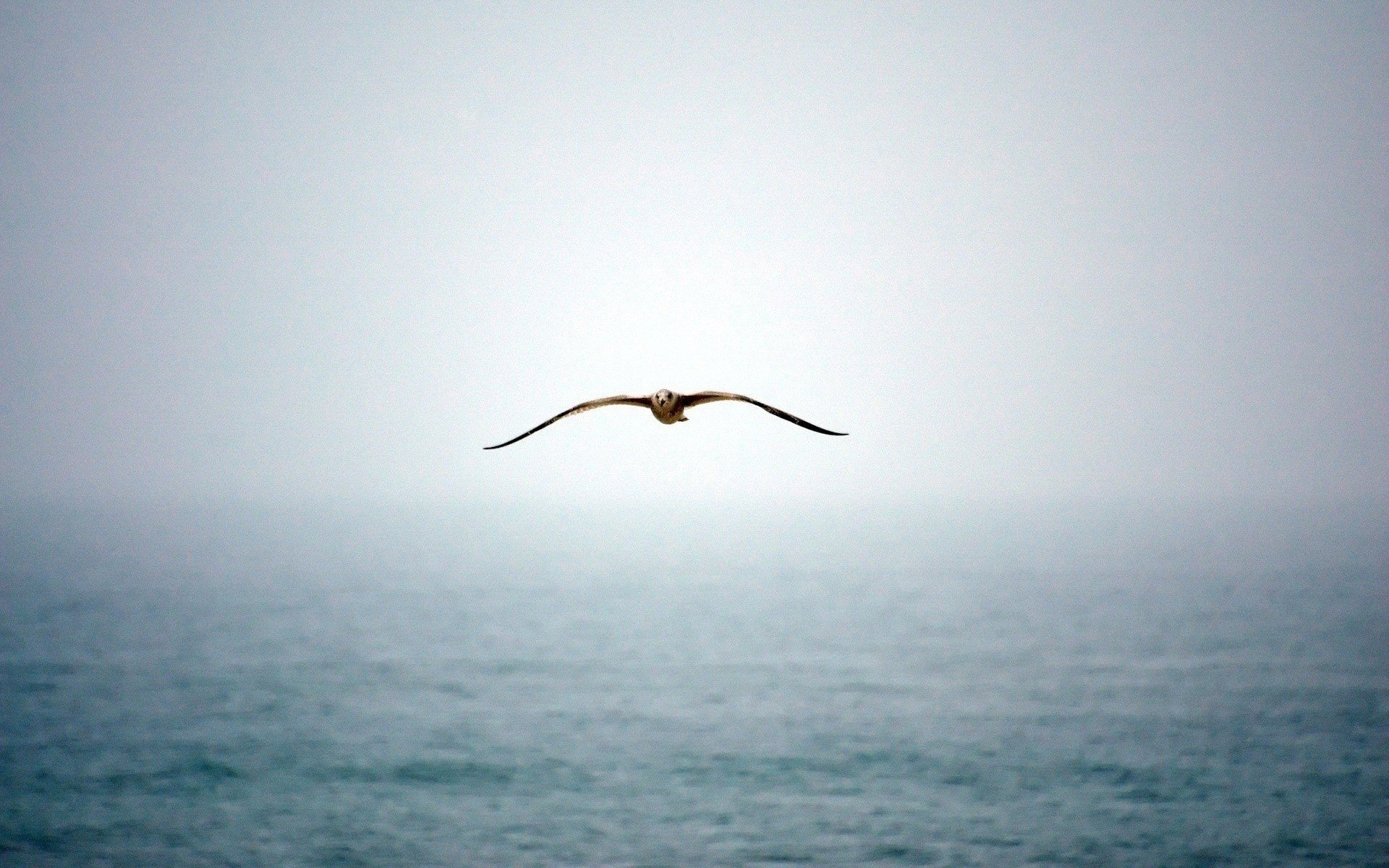 volare sopra l oceano gabbiano blu uccelli acqua nebbia