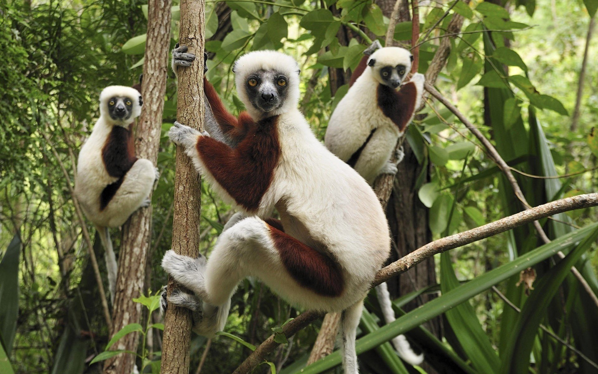 lemuri su un albero pellicce bianche verde vista