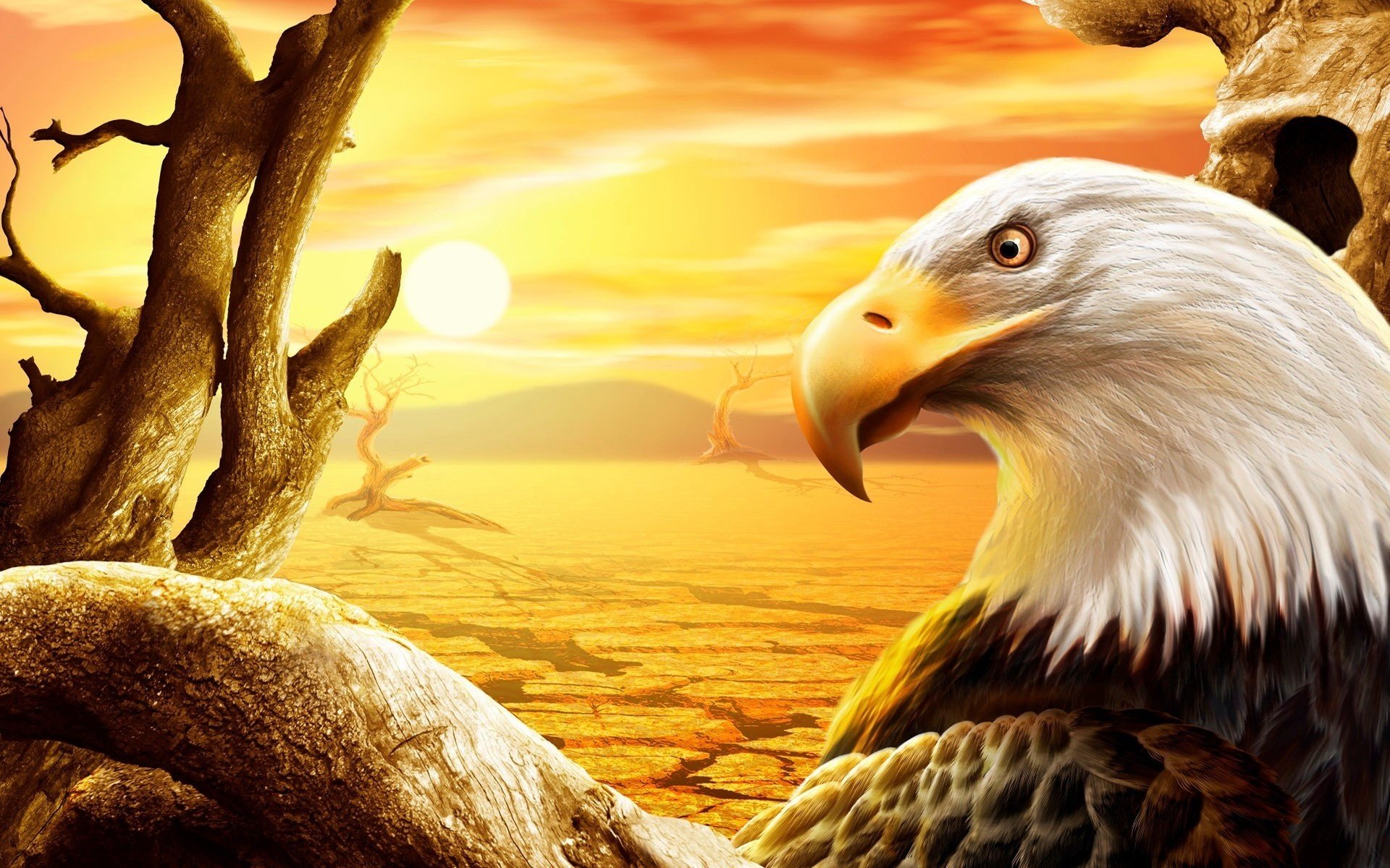 eagle nature sun cracks white feathers birds sunset drawings birds anime