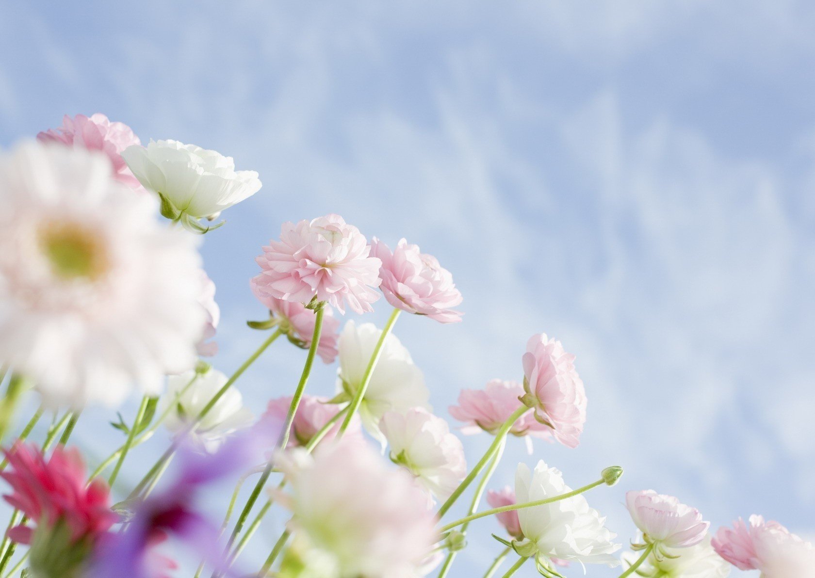 zarte blüten rosa farbe blumen himmel