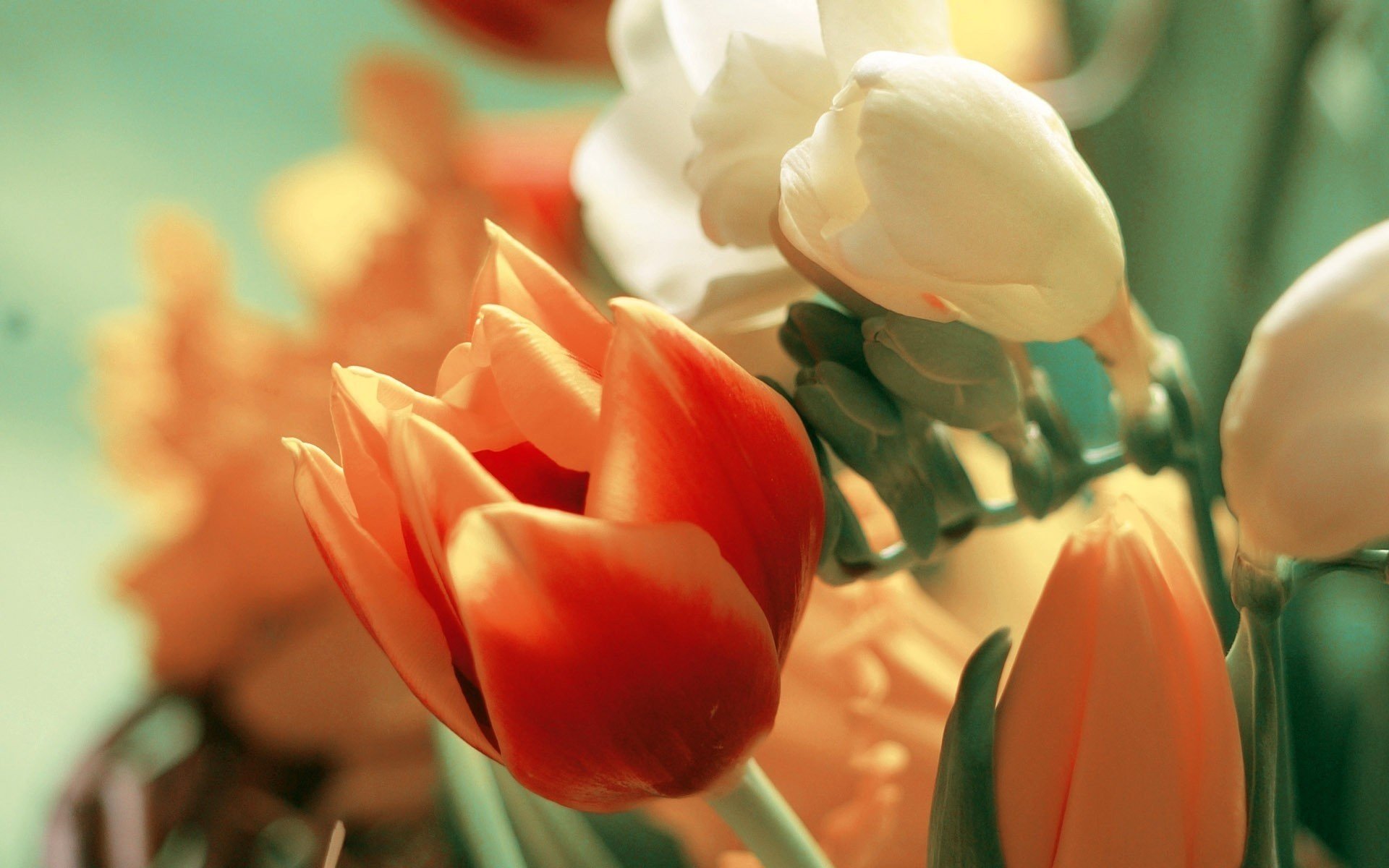 blanc rougeâtre fleurs tulipe couleurs bouquet