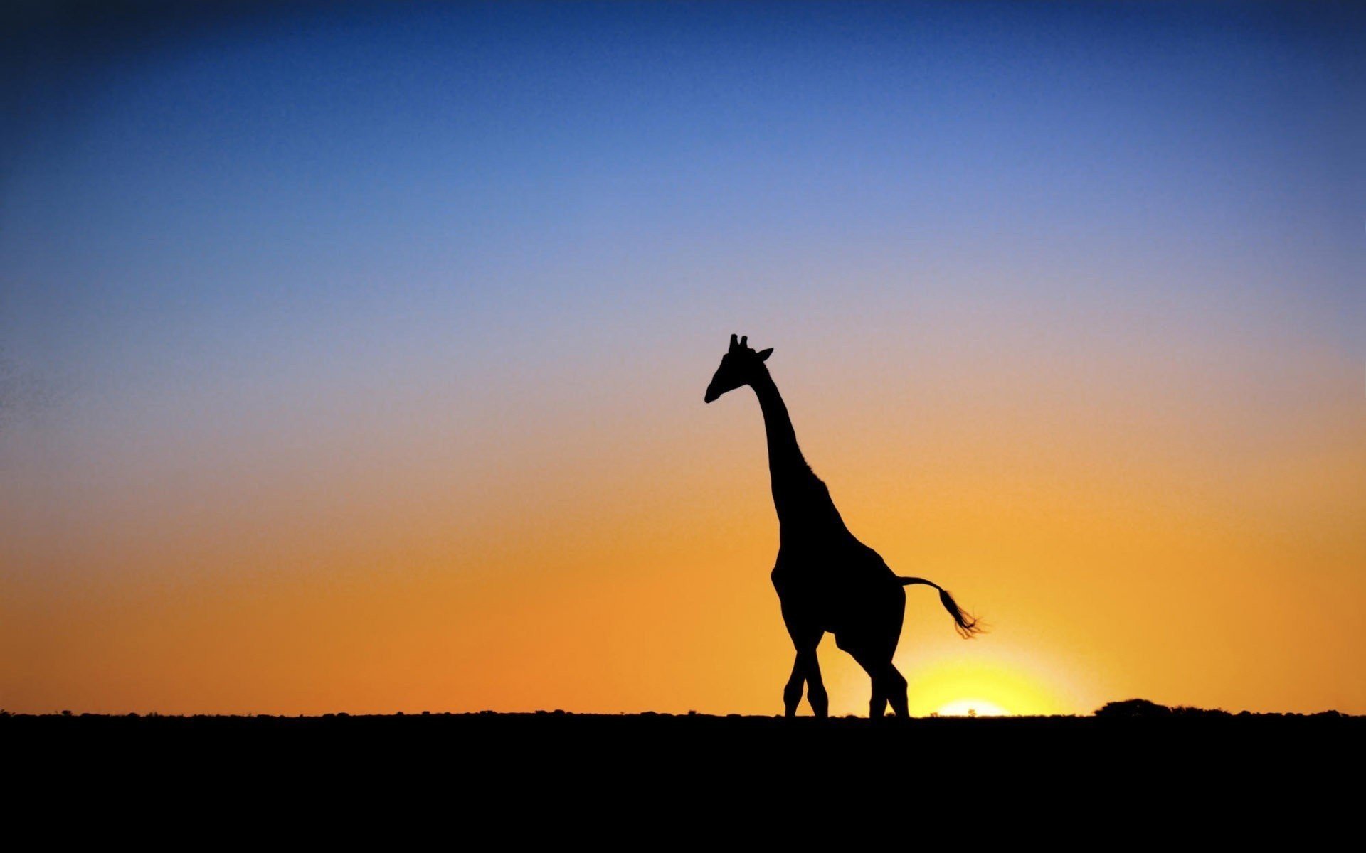 schatten des tieres giraffenschwanz sonnenuntergang huftiere