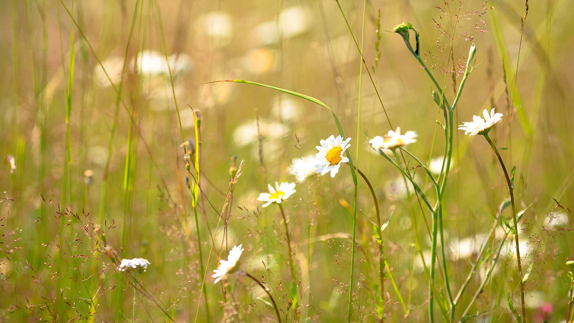 sonnenlichtung blumen kamillenfeld grünes gras kamille blumenstrauß new york city hintergrund grün warm sonne gras feld hd hintergrundbilder