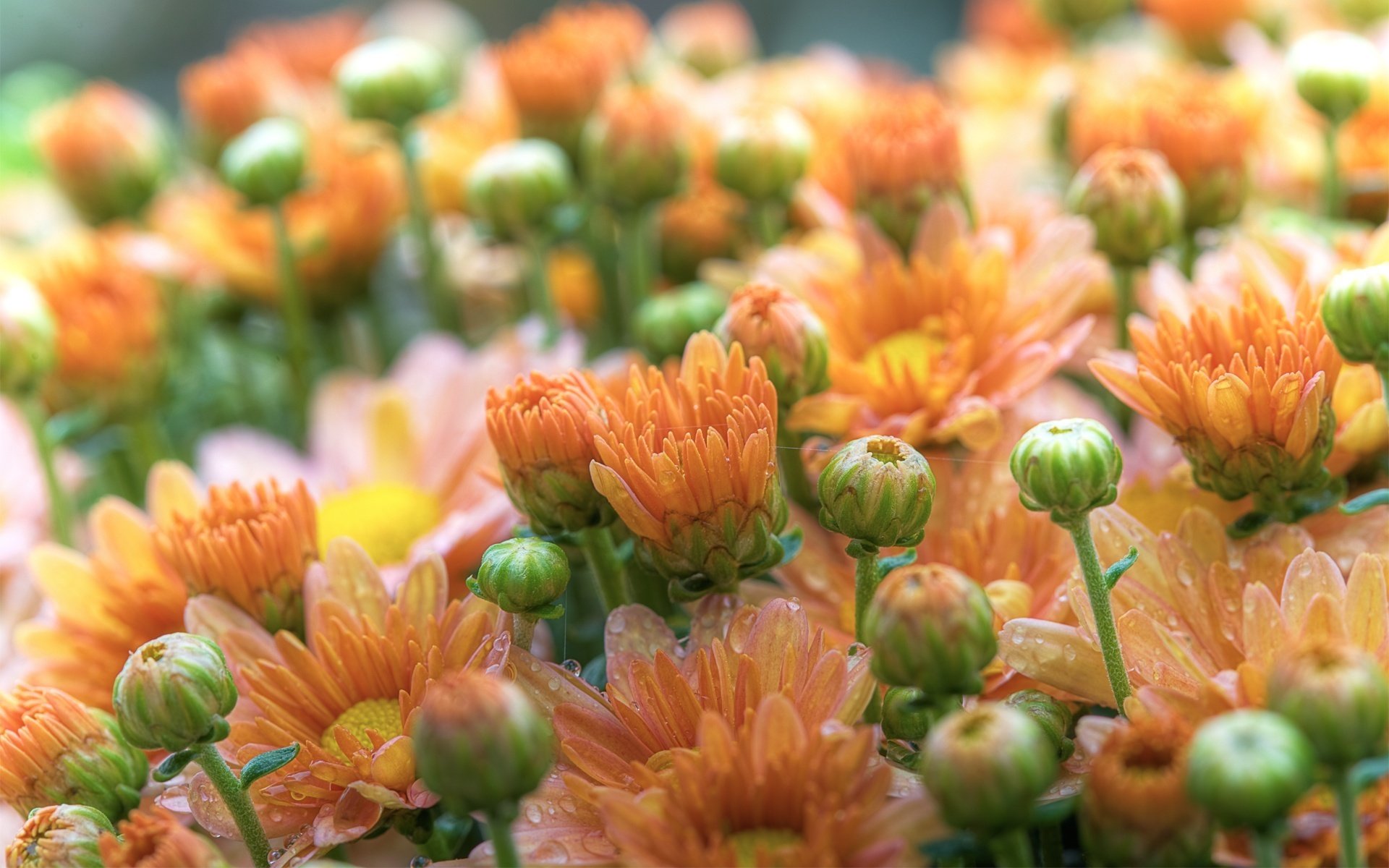 fleurs gerbera orange été photo pétales beauté