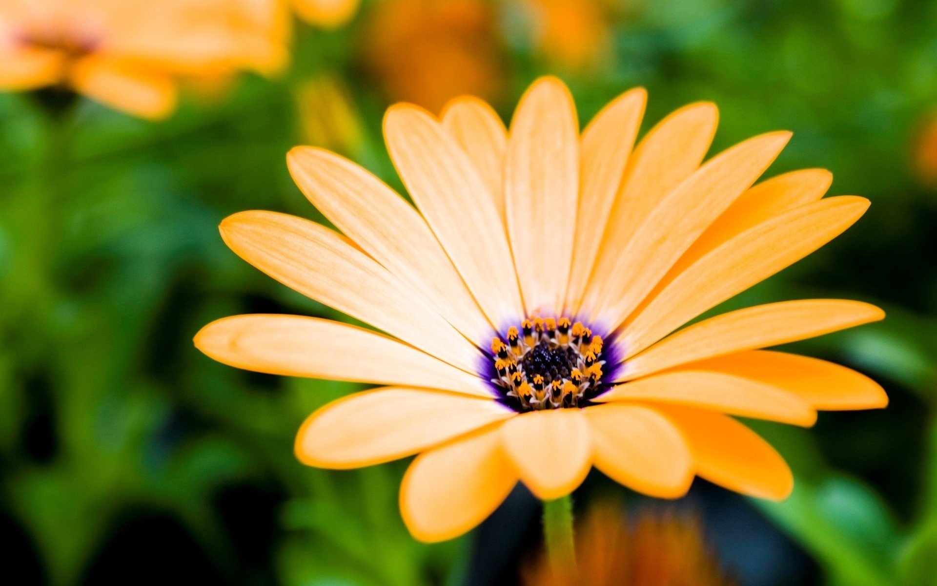 flowers flower long petals purple orange macro