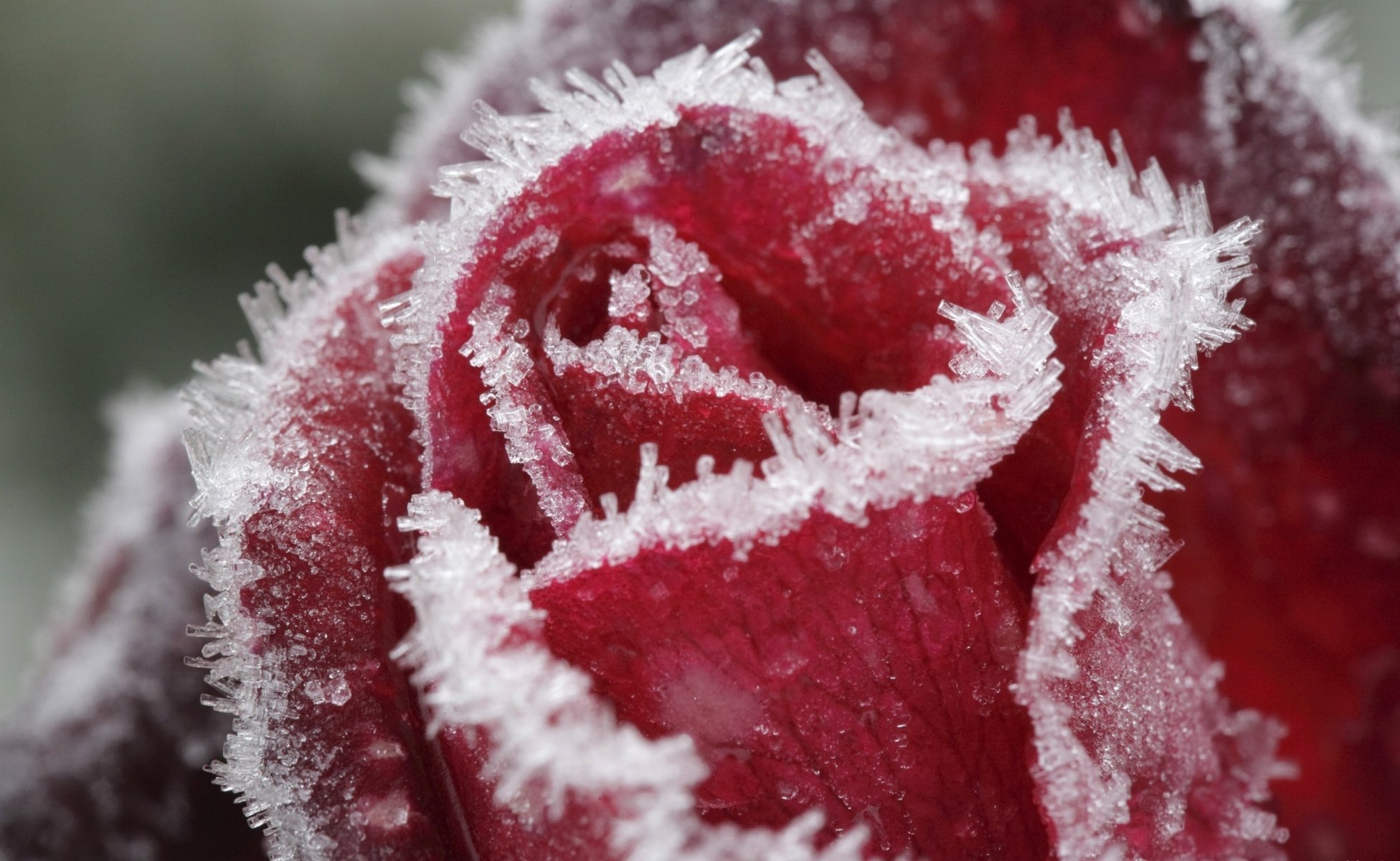 frost blumen kristall rose rot eis natur frost blütenblätter