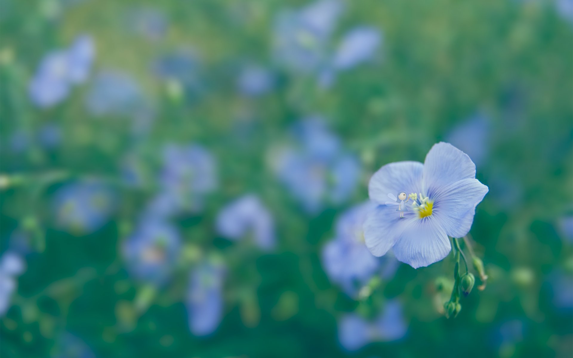 flowers flowers blue clearing