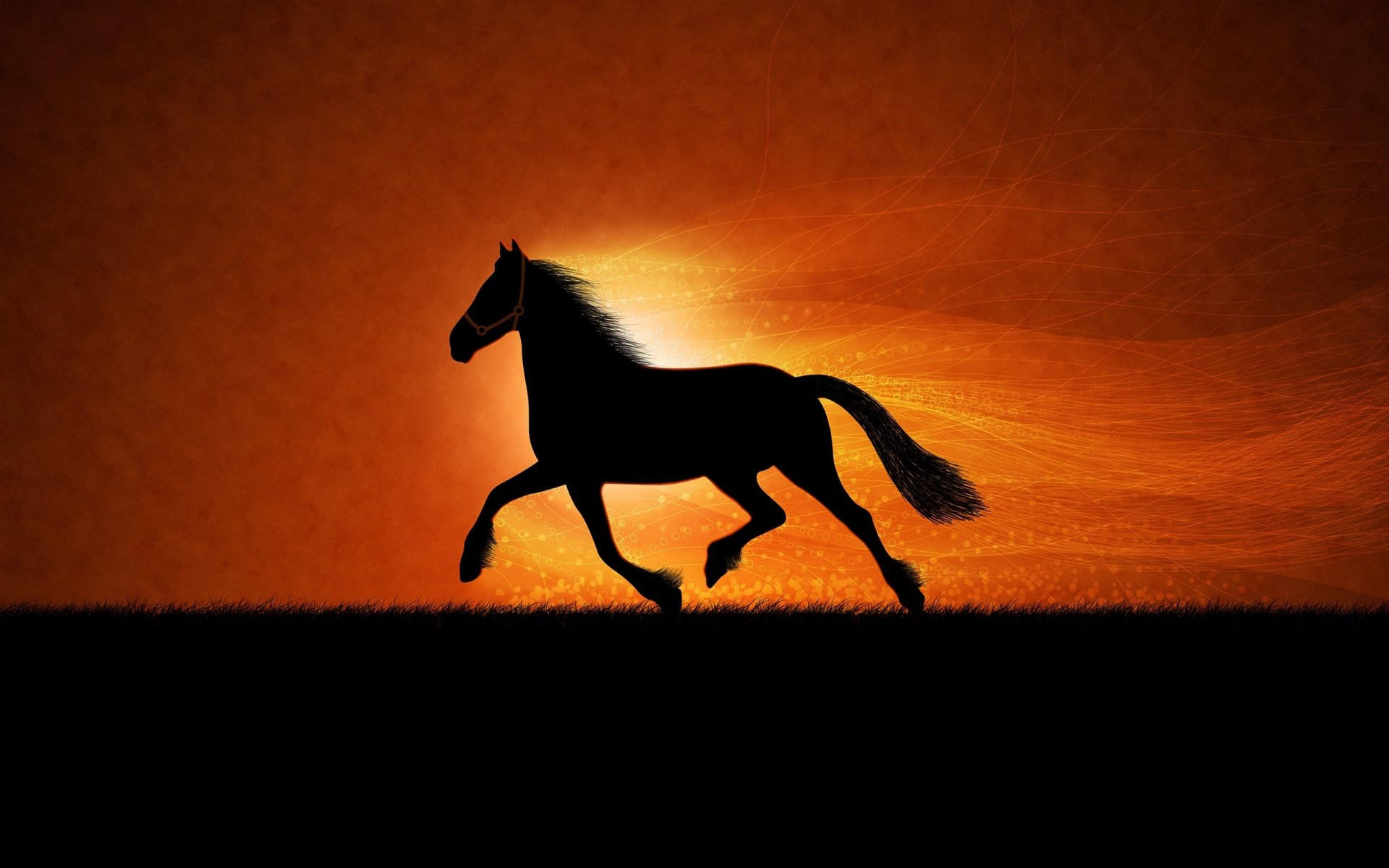 horse shadow nature sunset ungulate