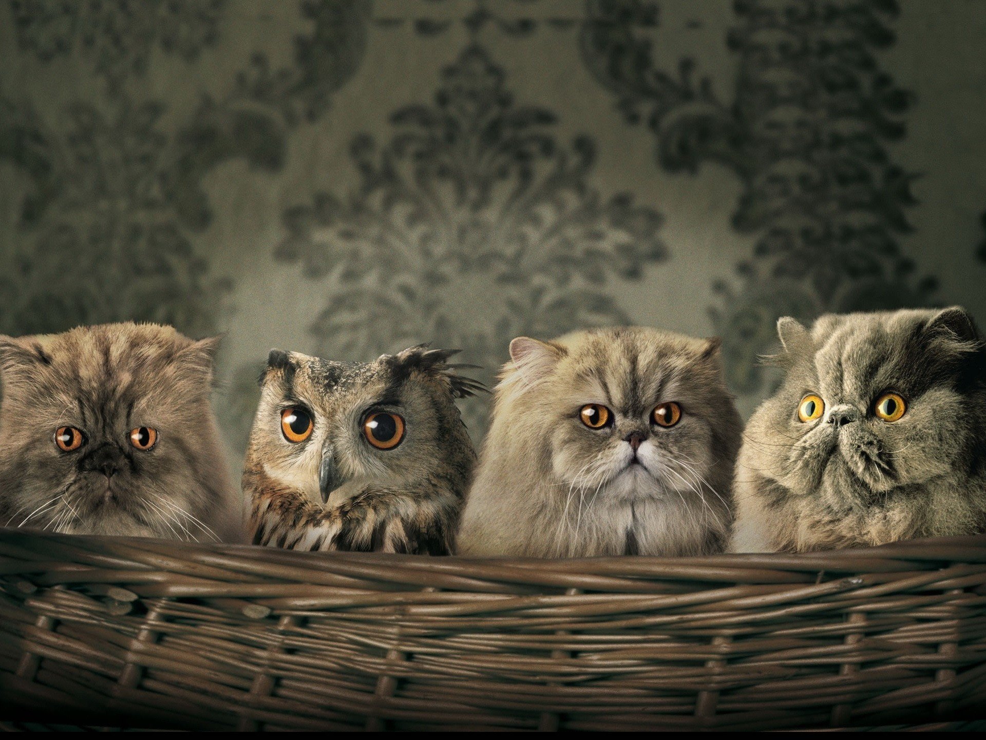 owl cats big eyes wallpaper basket look eyes bird