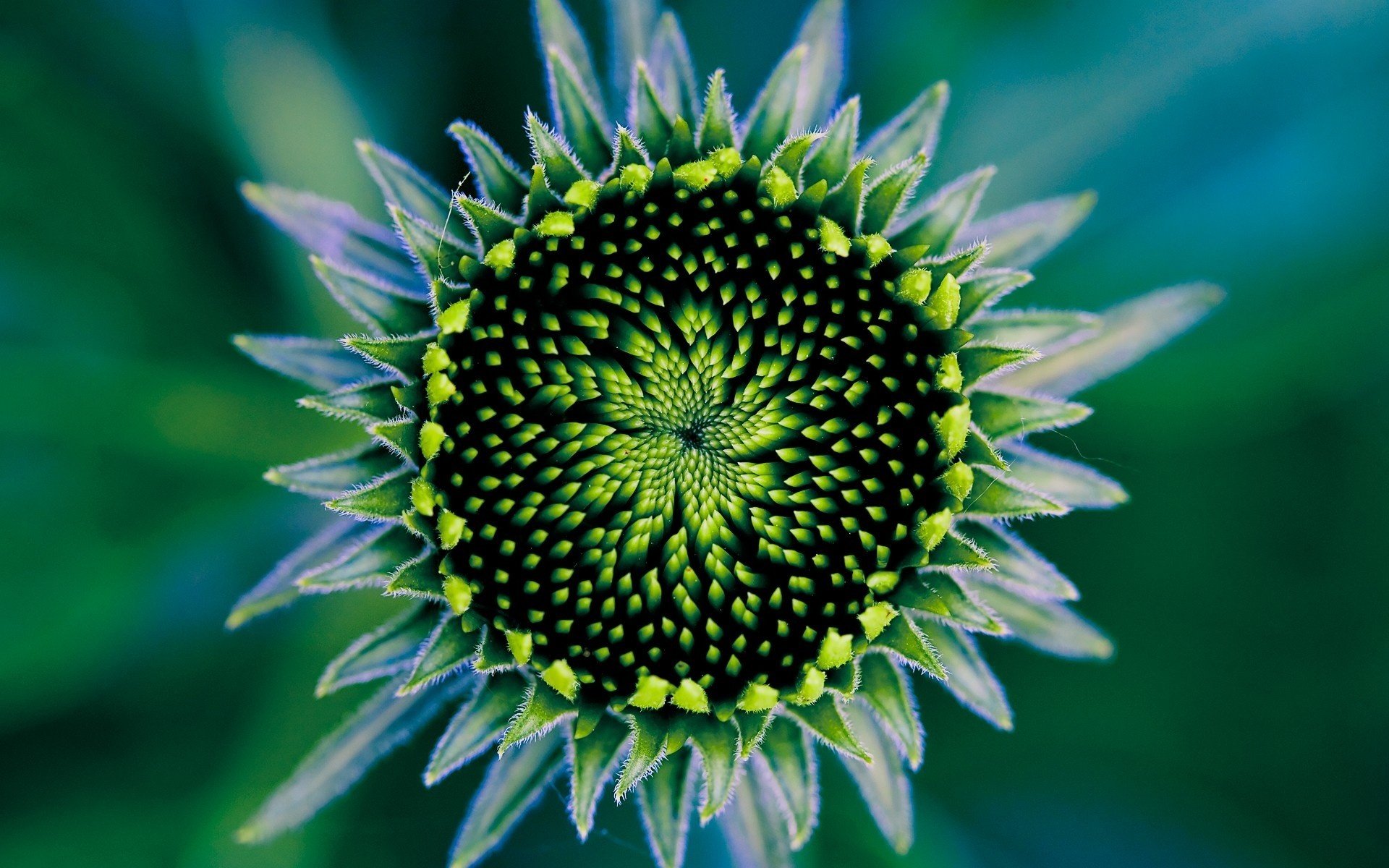 flores girasol planta agujas