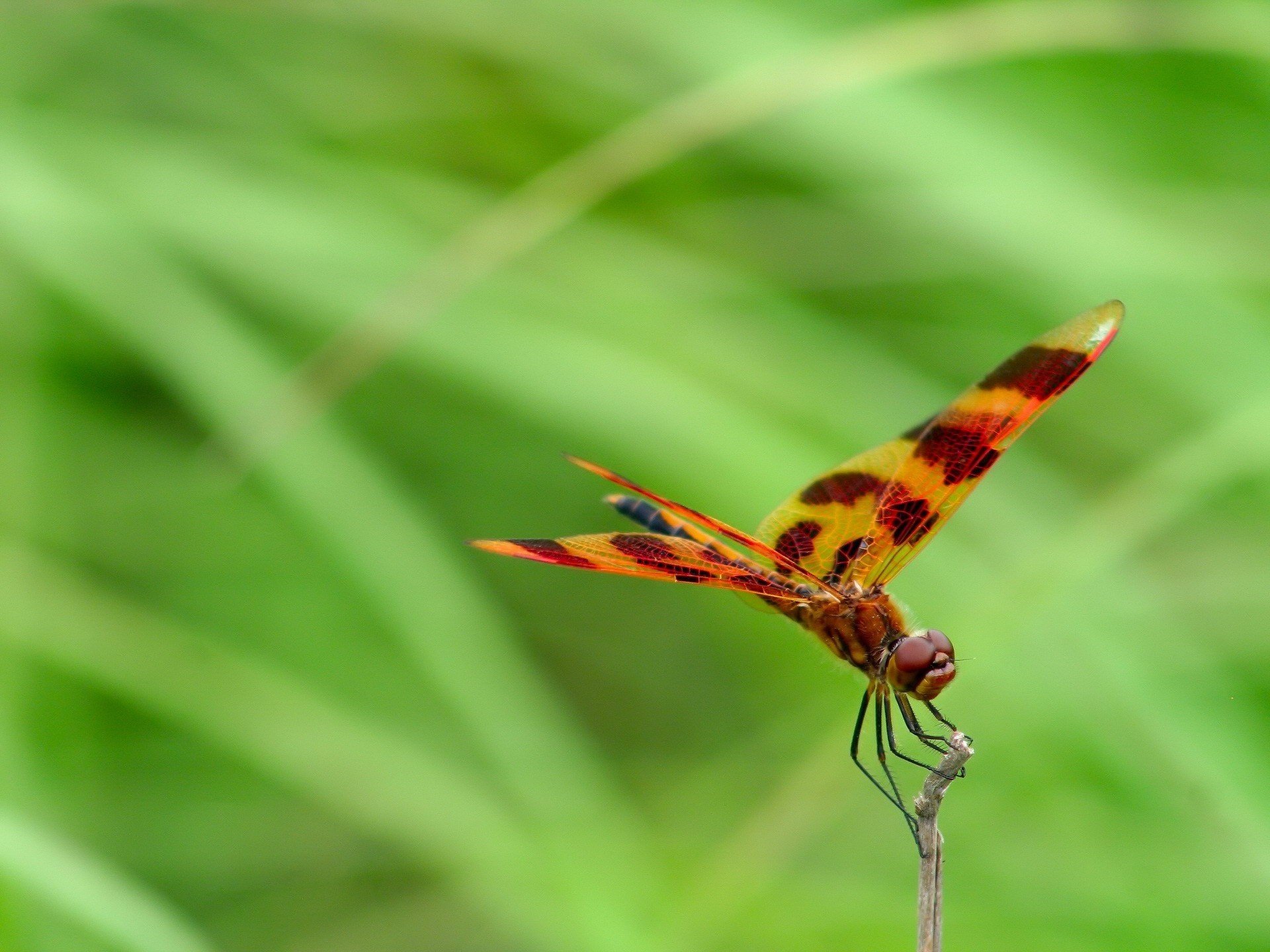 green insect dragonfly brown