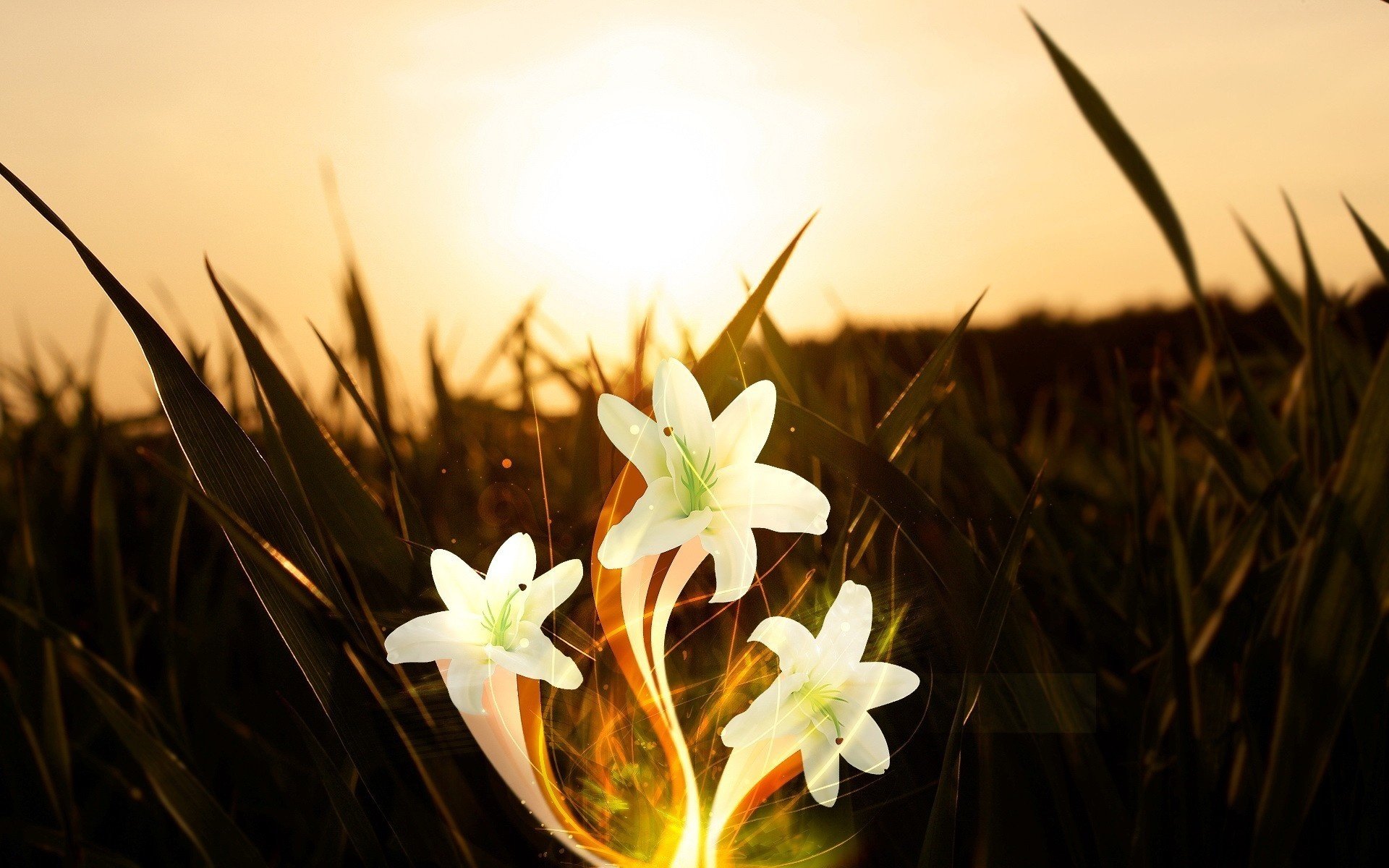 flores puesta del sol hierba lirios blancos resplandor amanecer