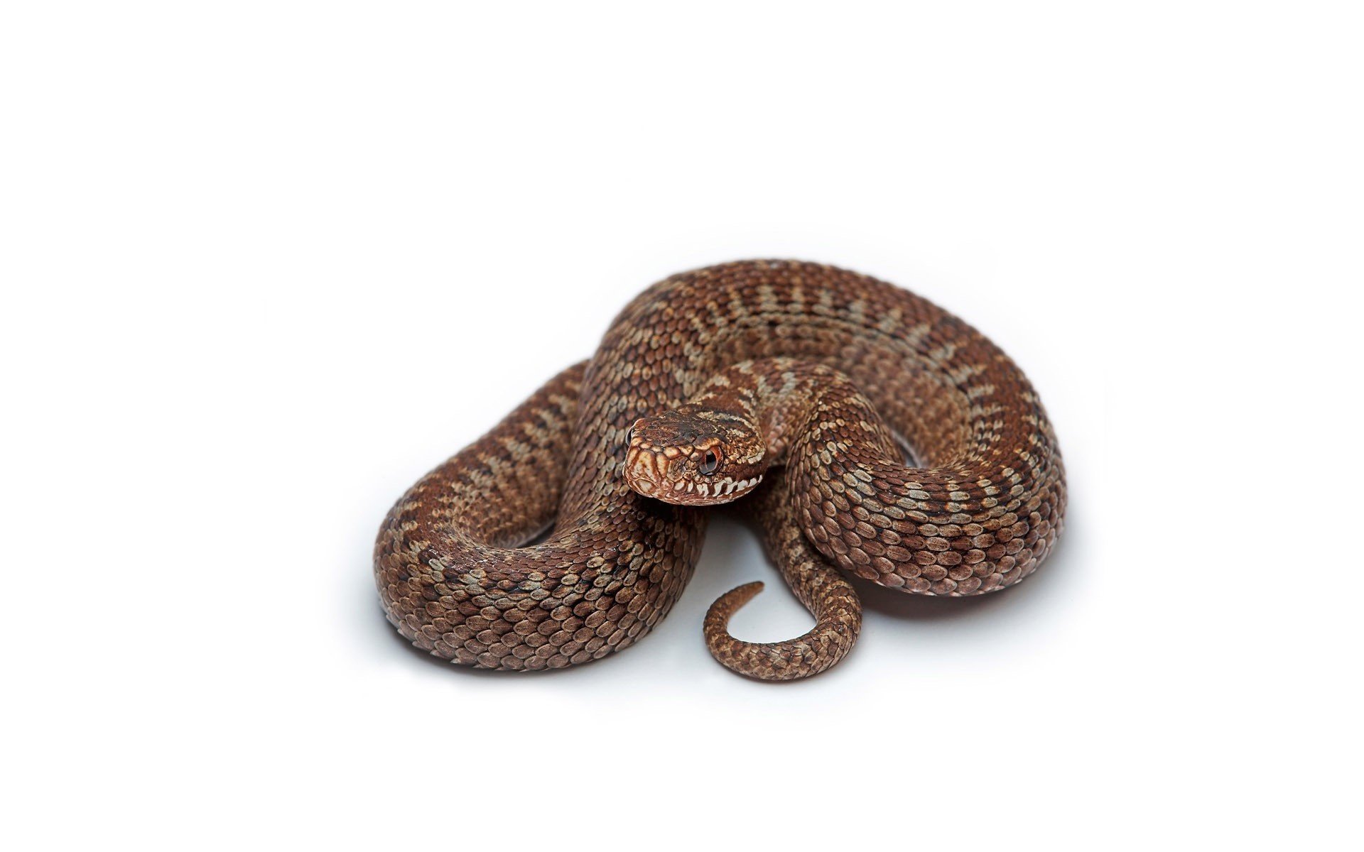 reptiles brown color snake platoni look