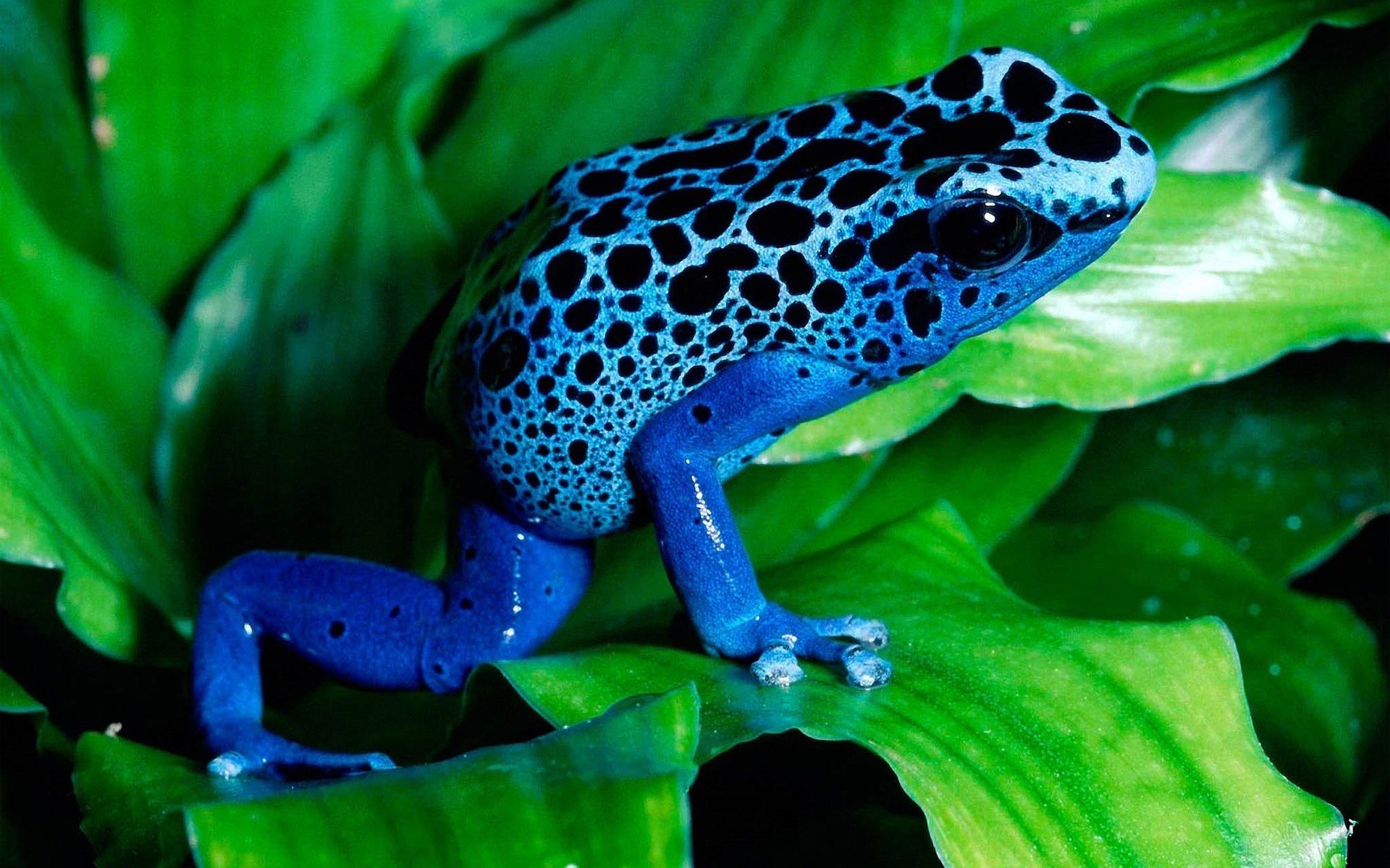 frog blue leaves amphibians eye