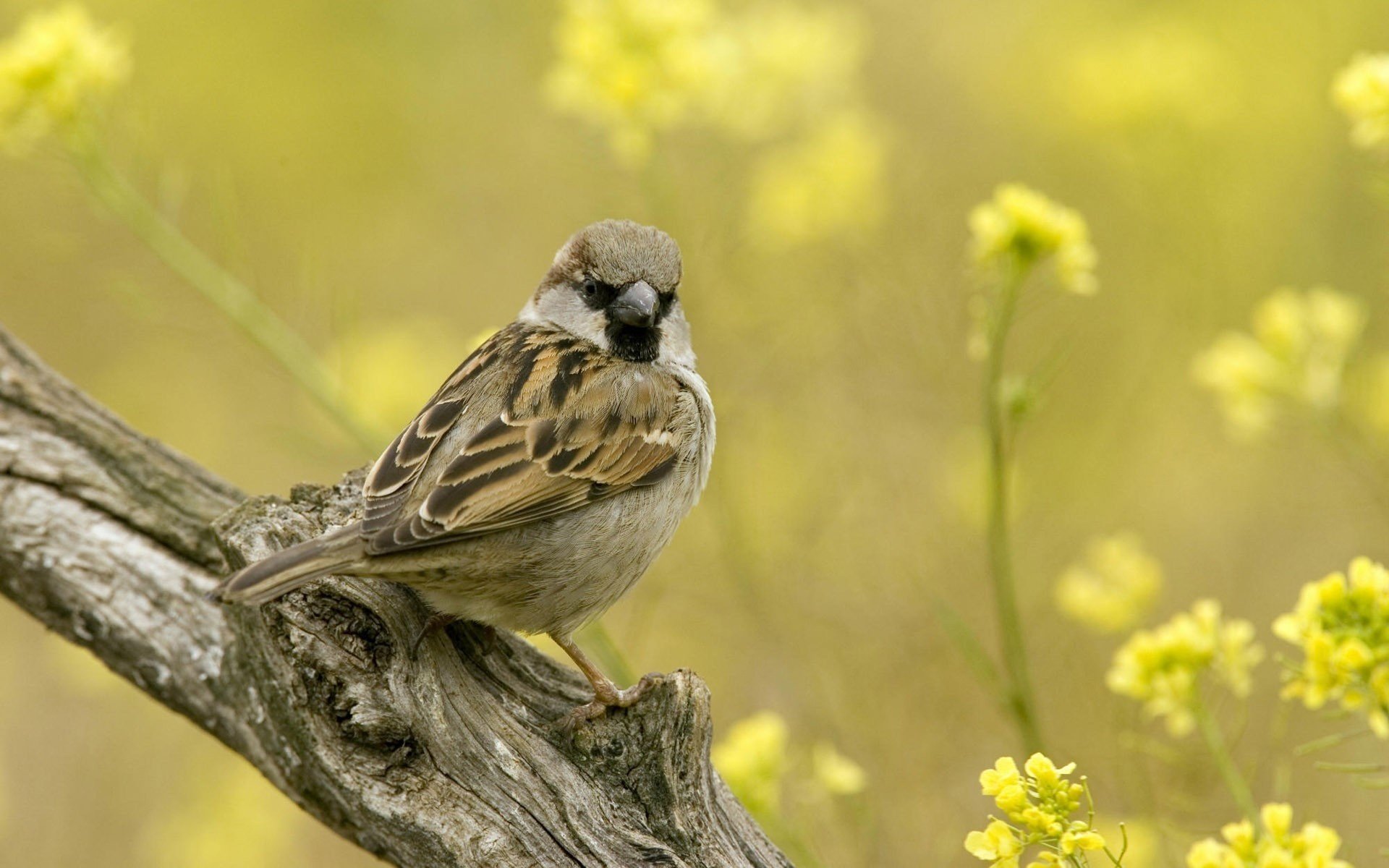 fleurs jaunes moineaux brindille oiseaux à plumes