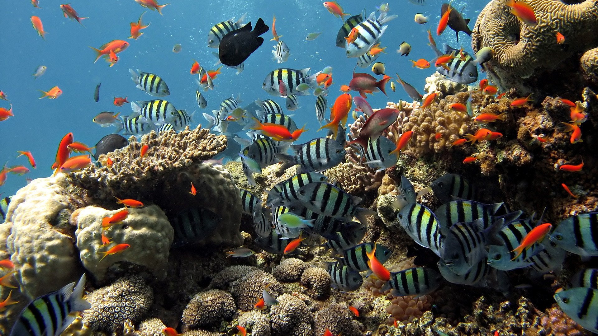 peces de rayas mundo submarino rojo rocas aves acuáticas