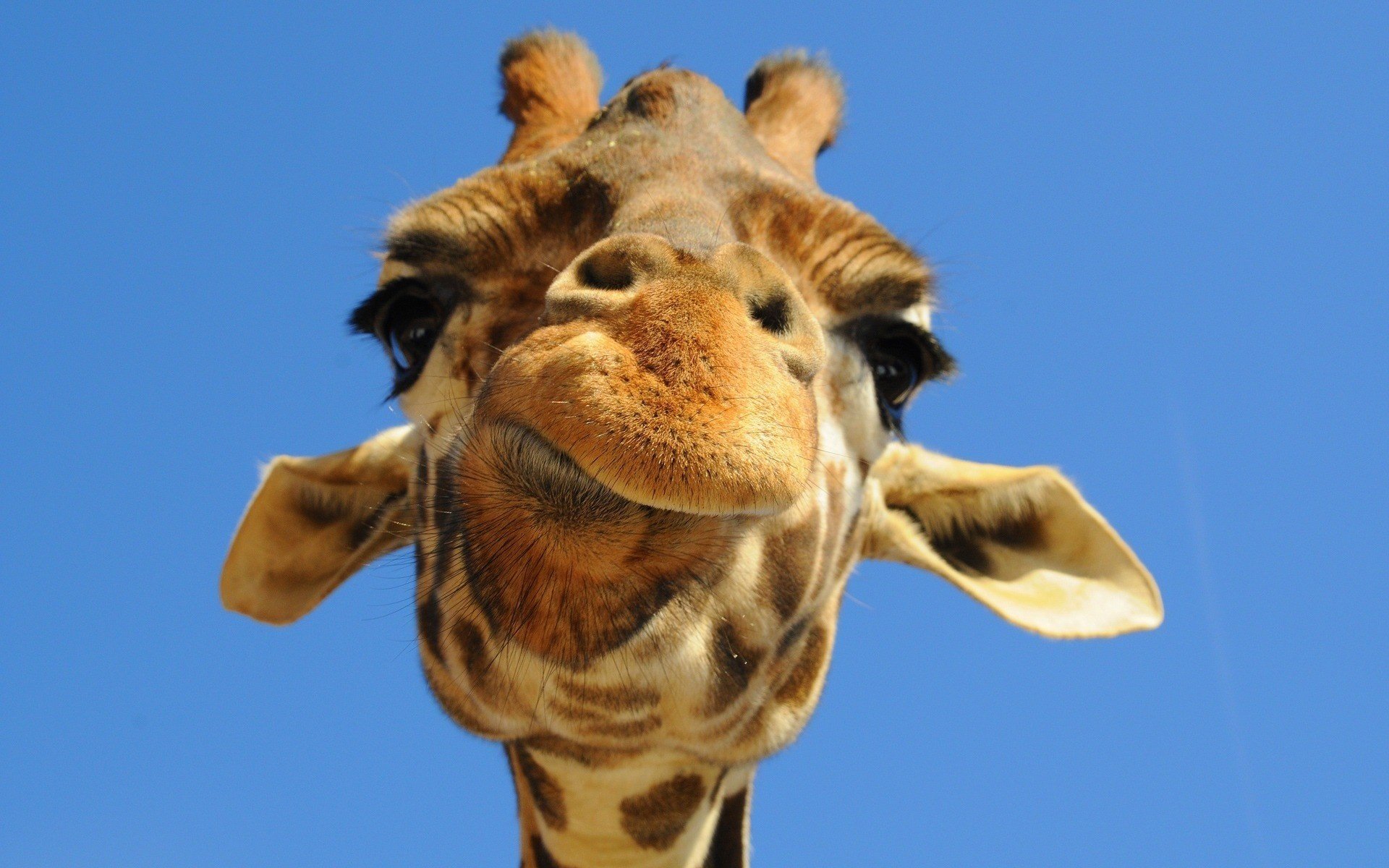 girafe museau oreilles yeux noirs yeux regard mâche ciel bleu fond clair positif animaux museau