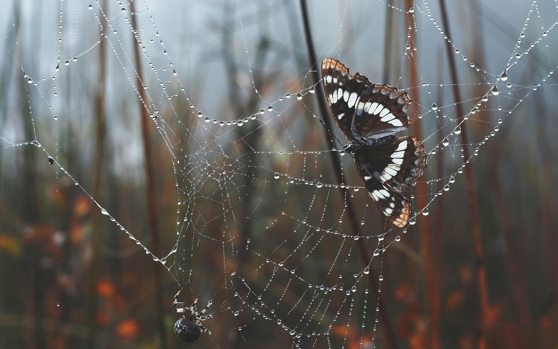 farfalla ragnatela ragno foresta insetti